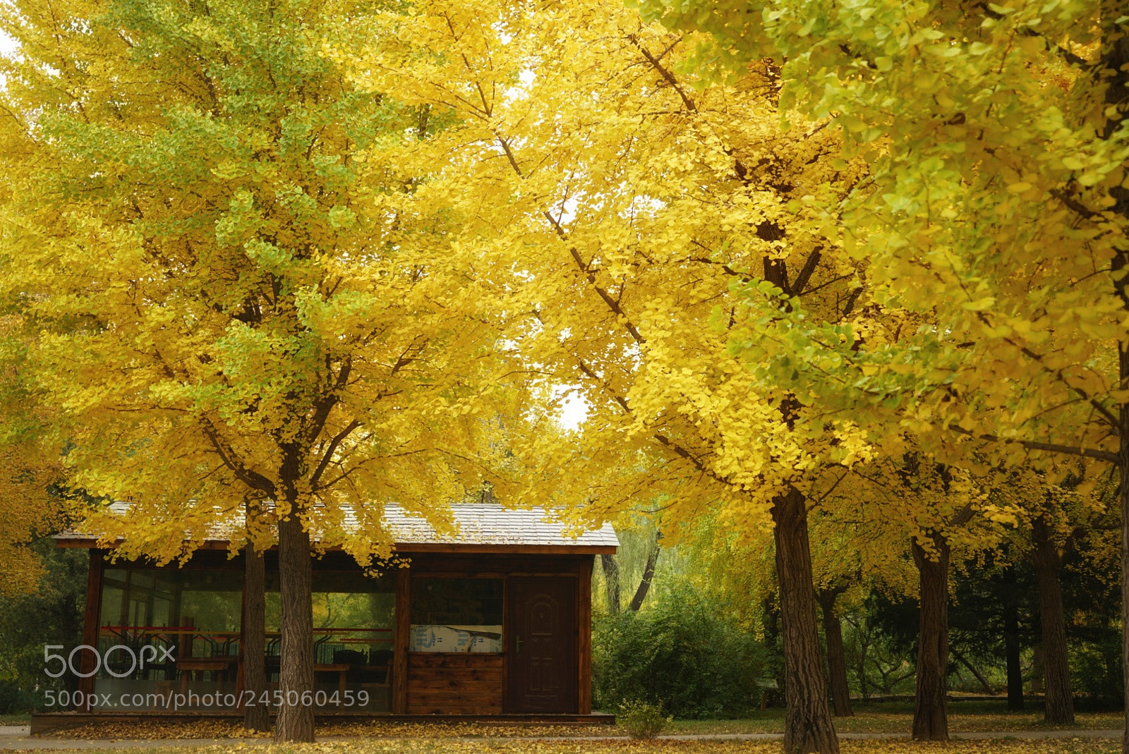 Sony a7R II sample photo. 秋色 photography