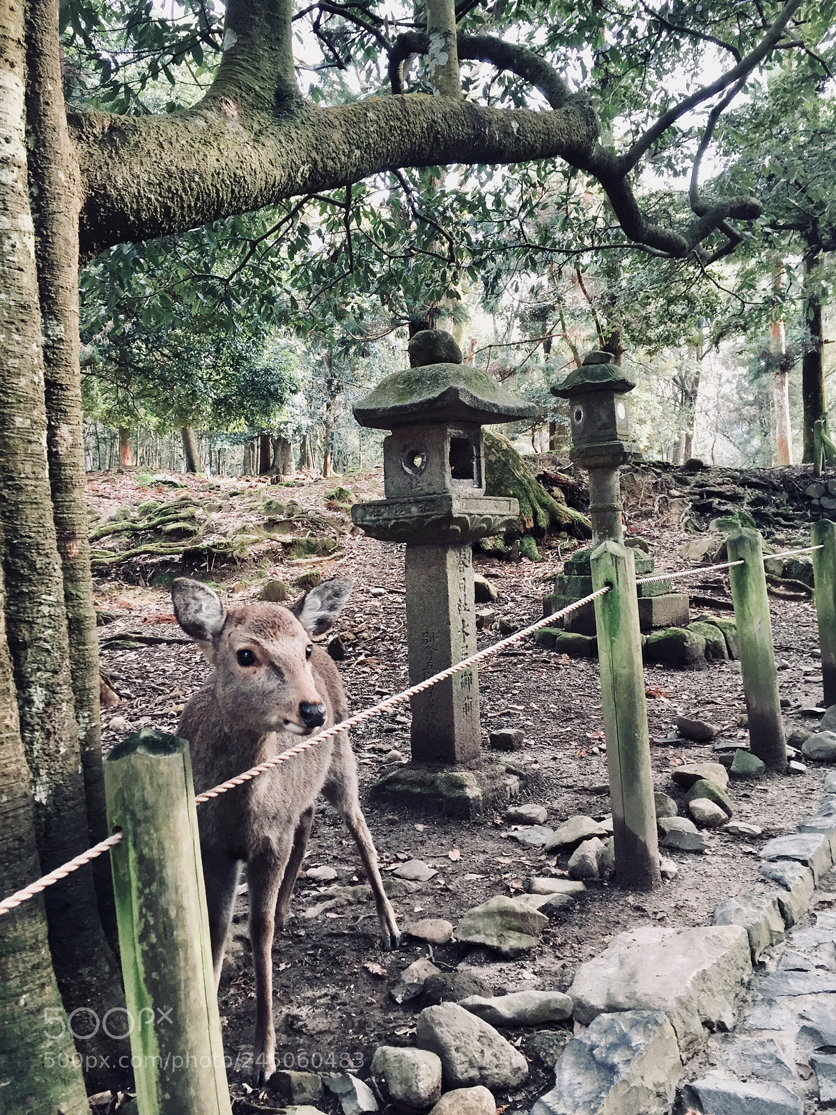 Apple iPhone 6 sample photo. Nara, japan photography