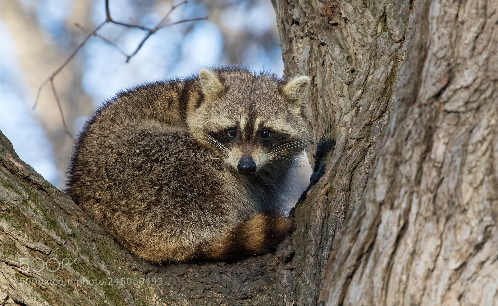 Canon EOS 7D Mark II sample photo. © lauren tucker photography photography
