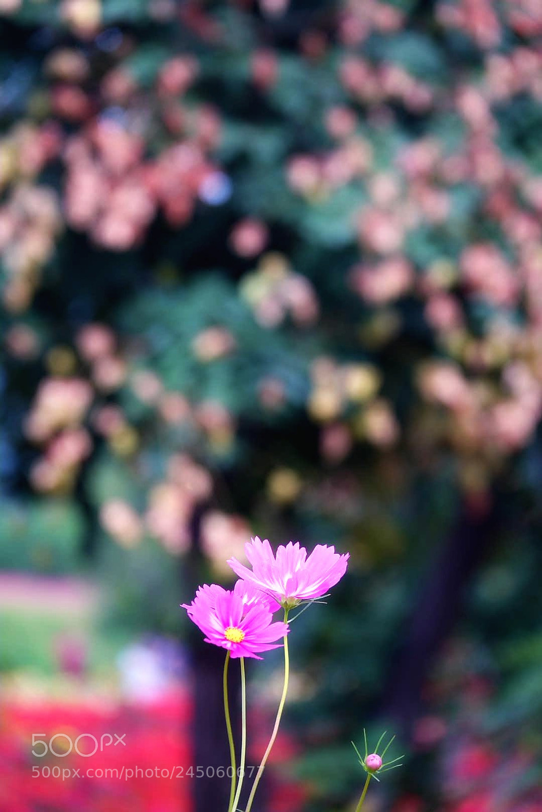 Sony Cyber-shot DSC-RX10 III sample photo. Untitled photography