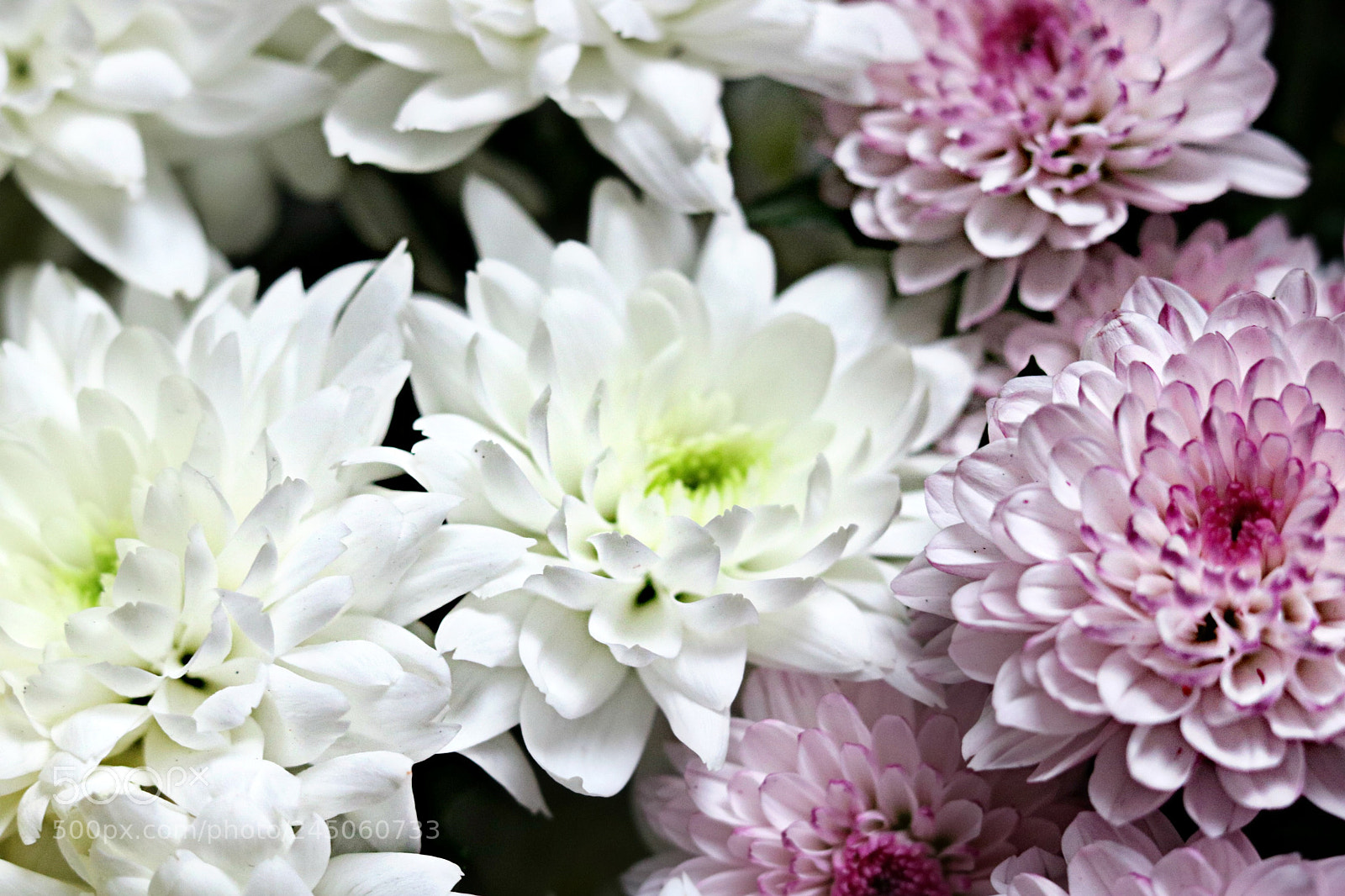 Canon EOS 750D (EOS Rebel T6i / EOS Kiss X8i) + Canon EF 50mm F1.8 STM sample photo. Flowers photography