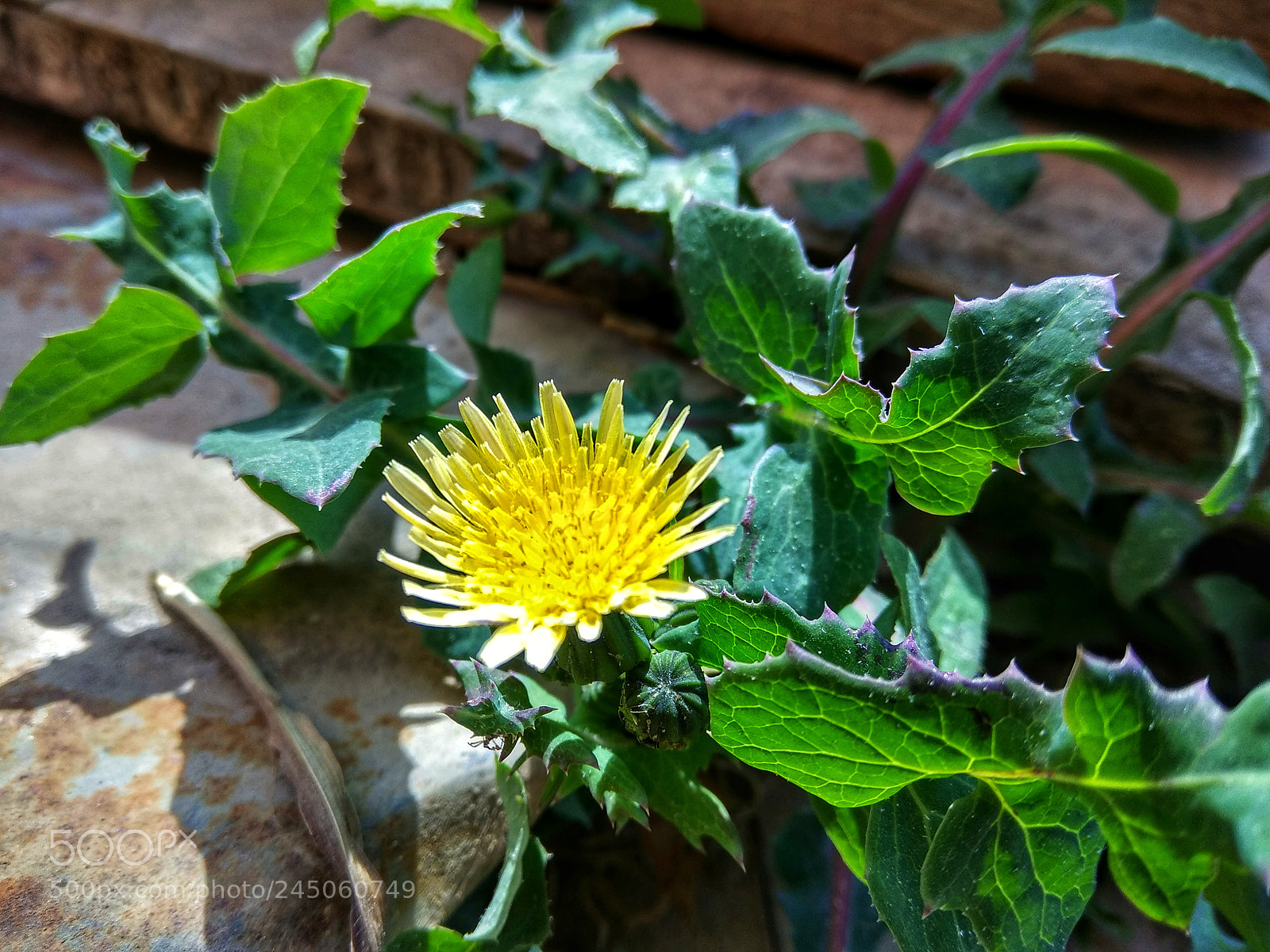 Xiaomi Redmi Note 4 sample photo. Untitled photography