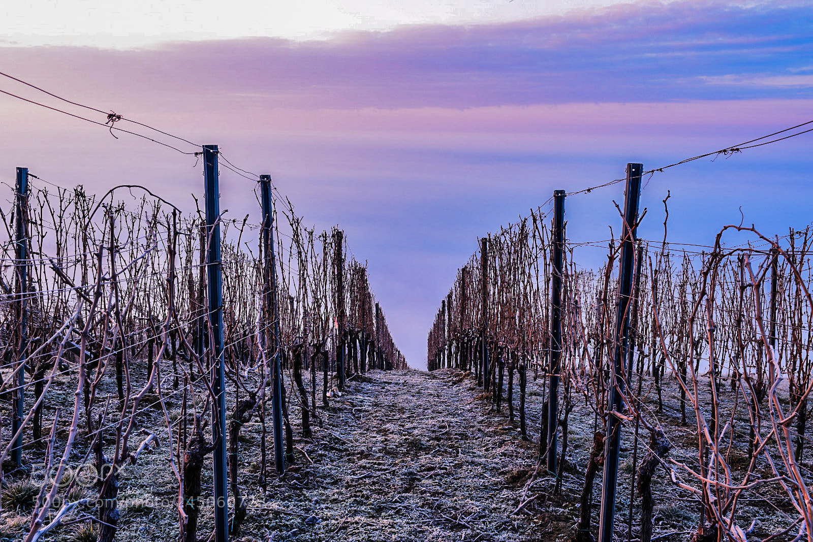 Nikon D5600 sample photo. Vineyards around lendava photography