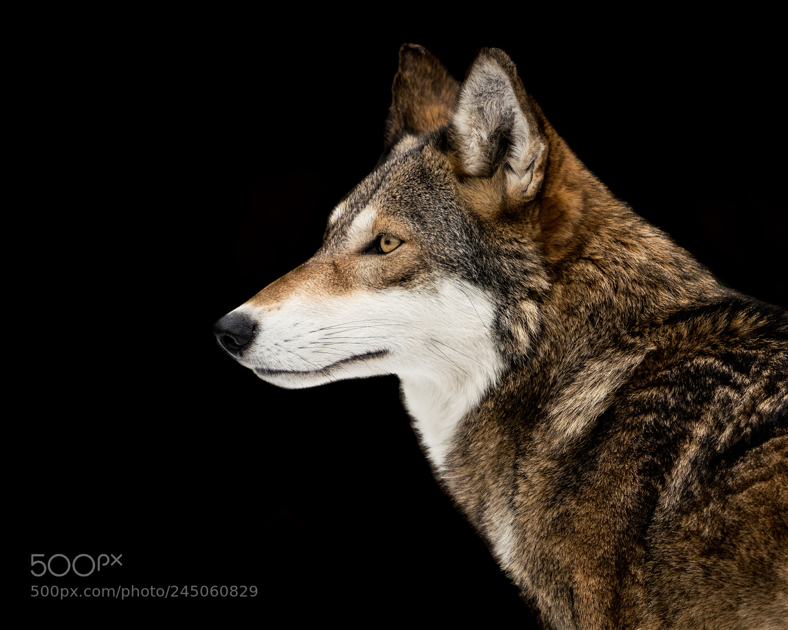 Sony a7R III sample photo. Red wolf photography