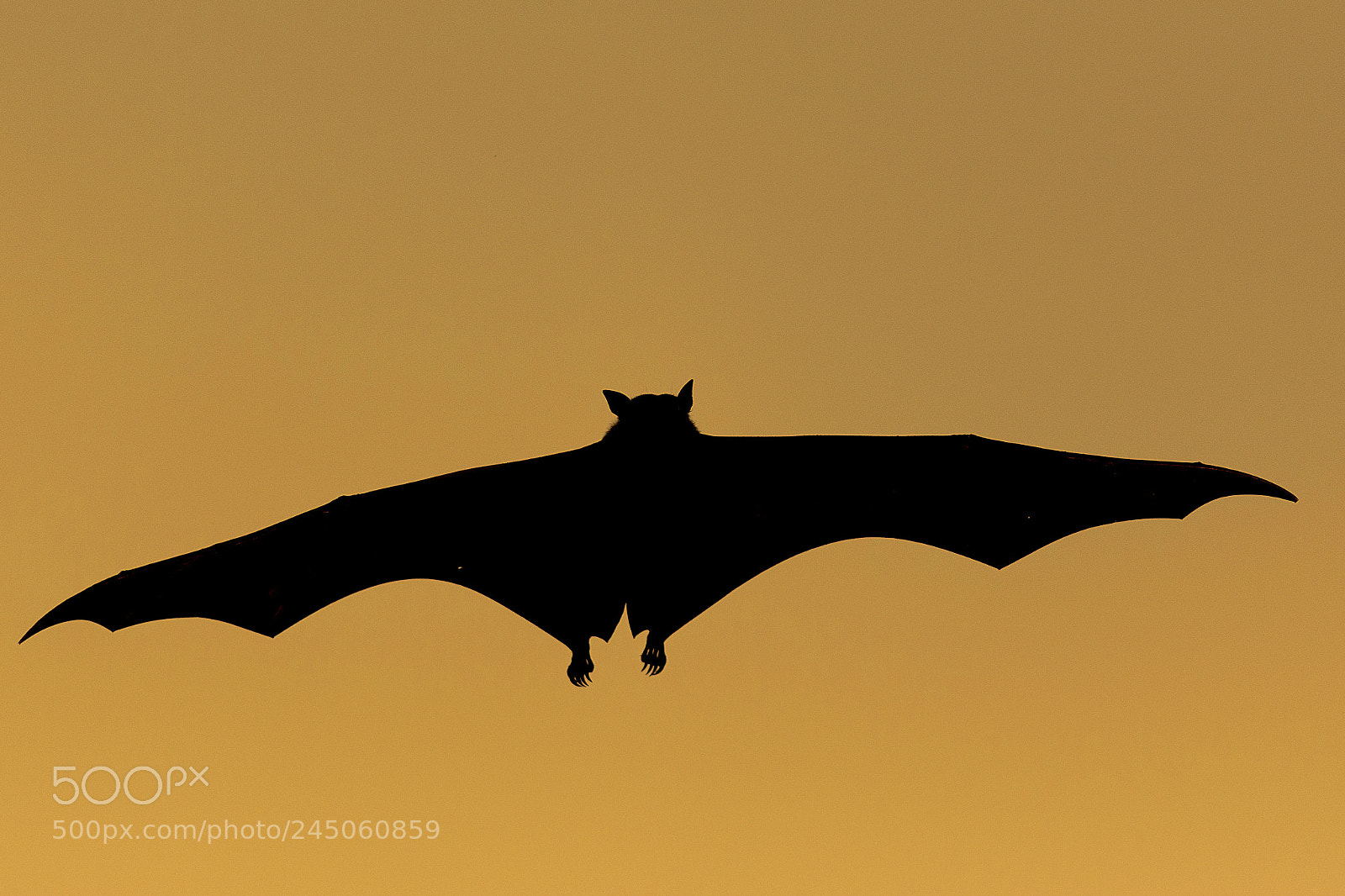 Nikon D7100 sample photo. Dark knight photography