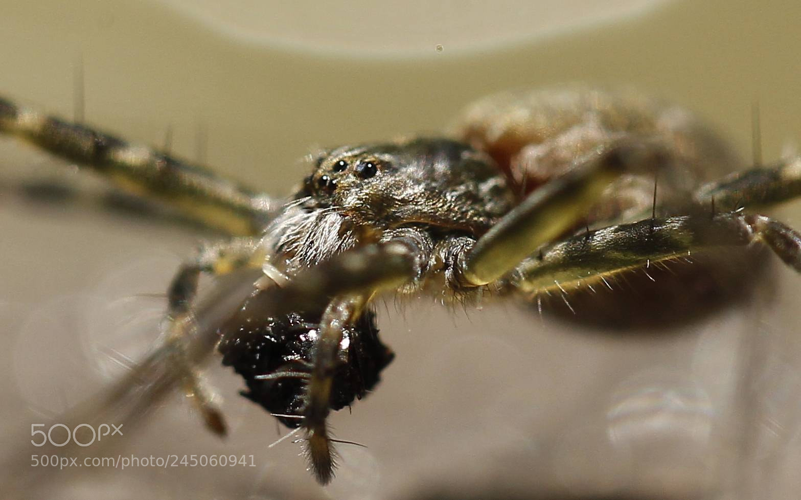 Canon EOS-1D Mark IV sample photo. Spider photography