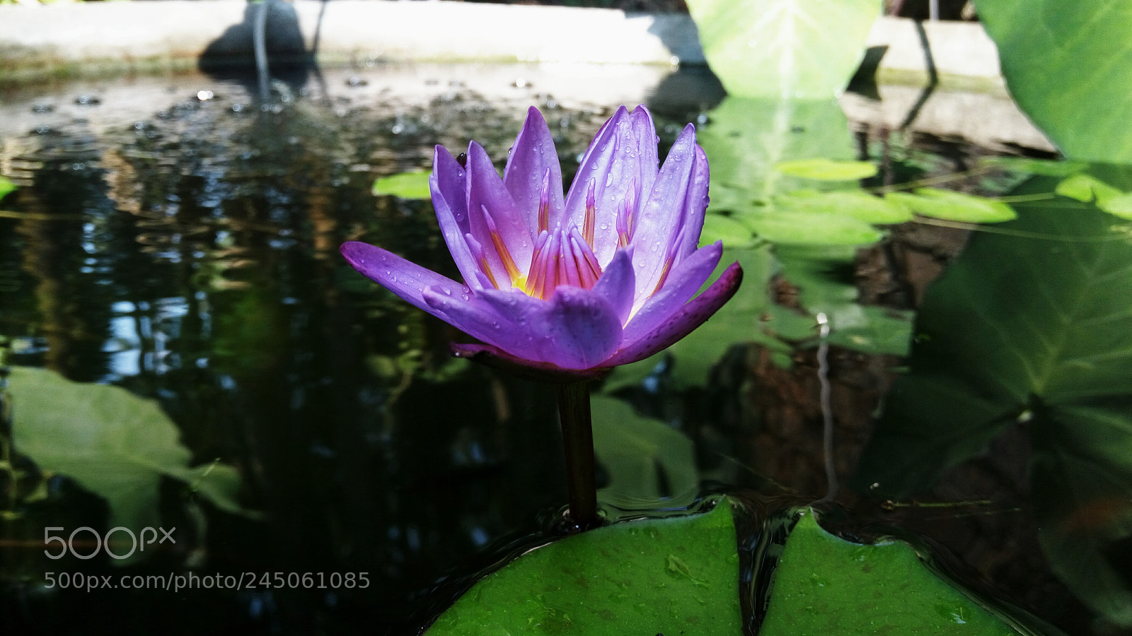 Lenovo VIBE X3 LITE sample photo. Peace photography