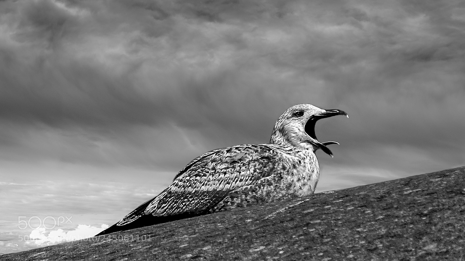 Nikon D700 sample photo. Seagull photography