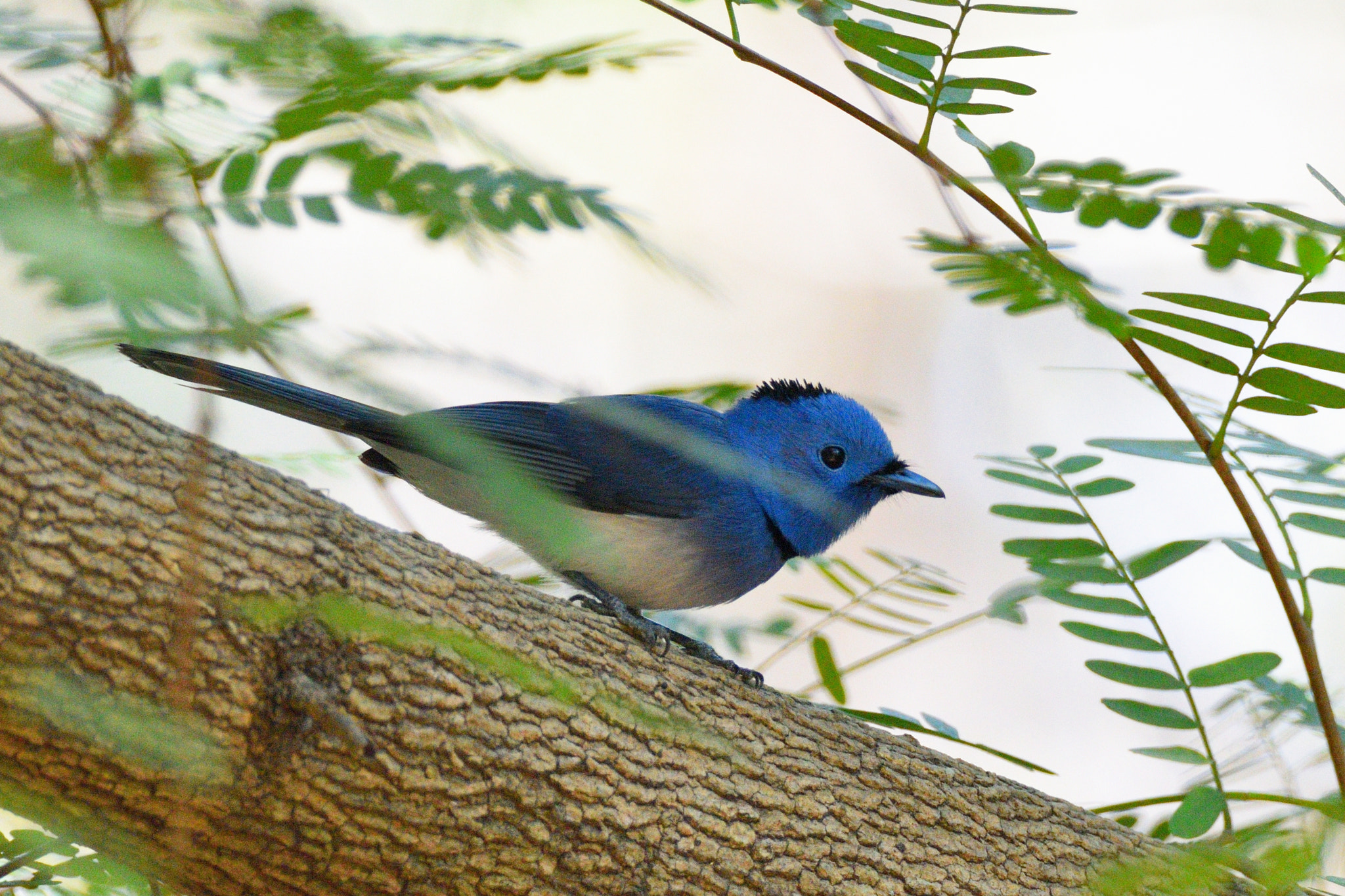 Nikon D810 sample photo. Blacl naped monarch male photography
