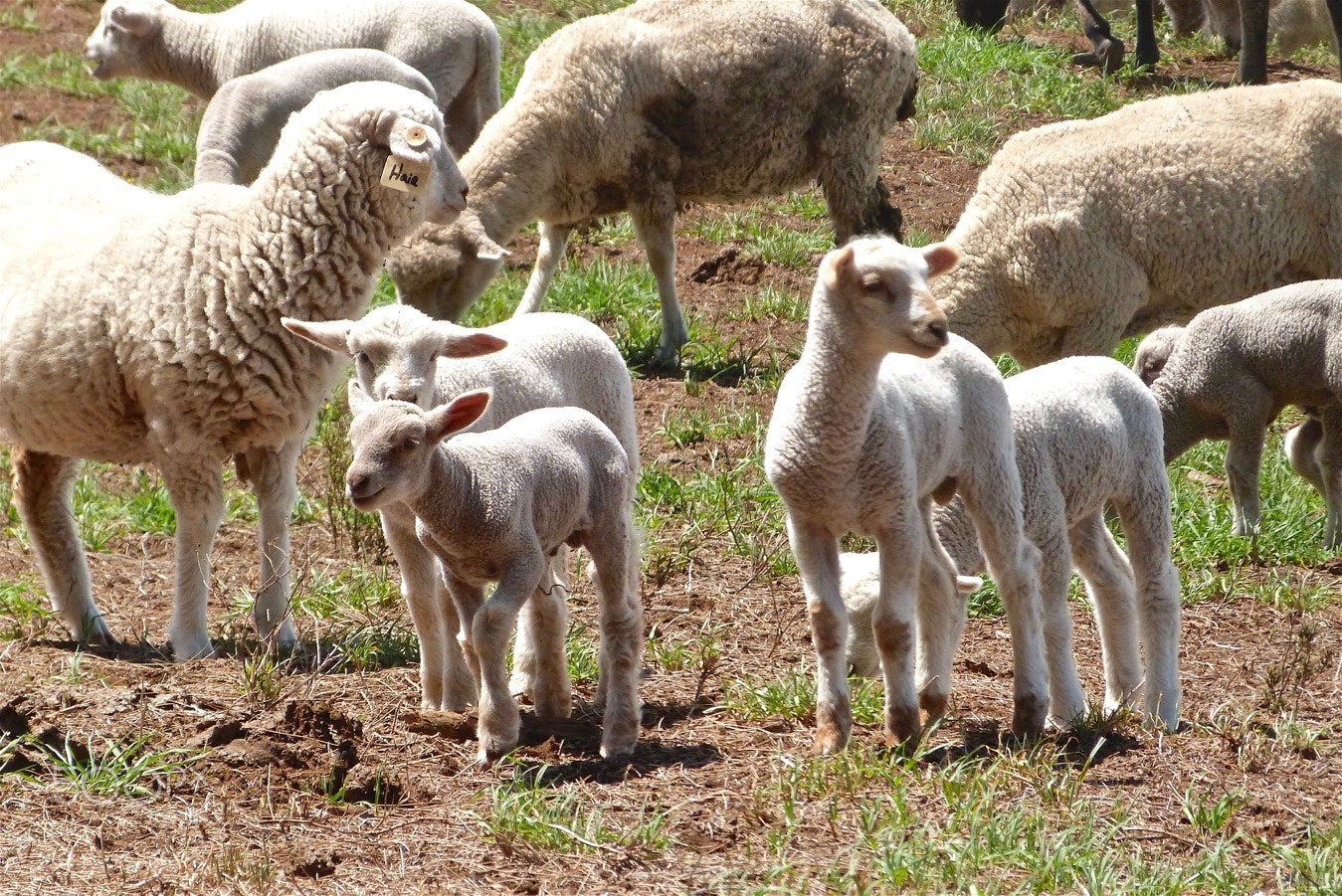 Panasonic Lumix DMC-FZ47 (Lumix DMC-FZ48) sample photo. Sheep along kohala mountain road photography