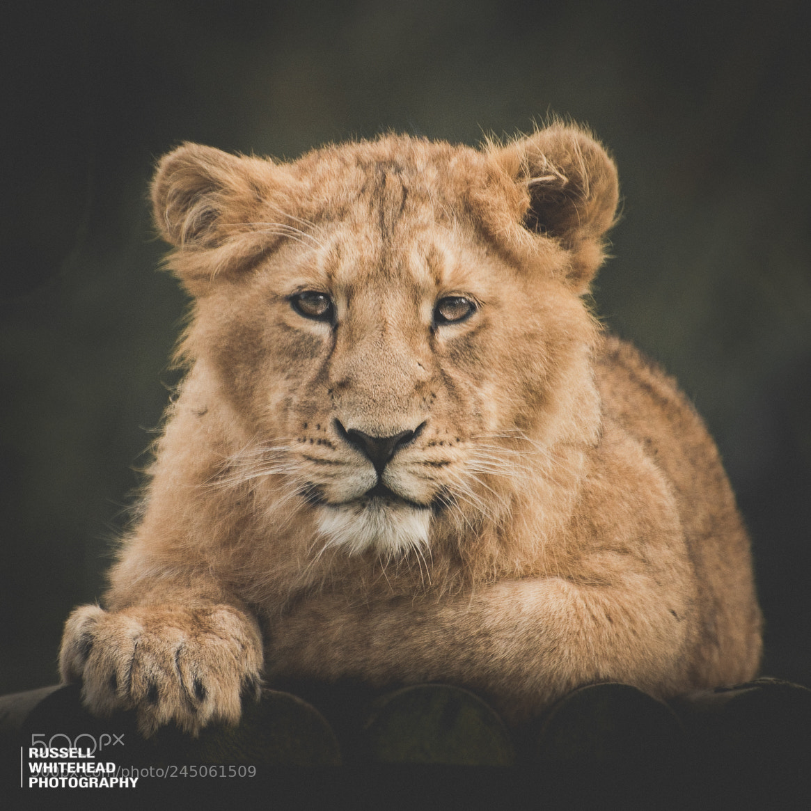 Nikon D810 sample photo. Lion cub photography