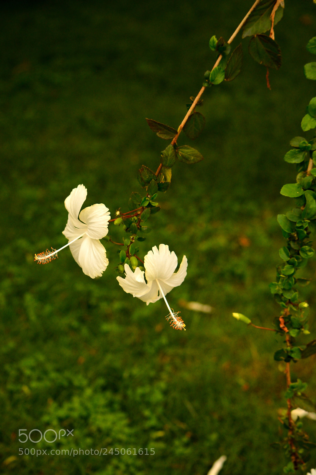 Nikon D5200 sample photo. Dsc_0217_00014.jpg photography
