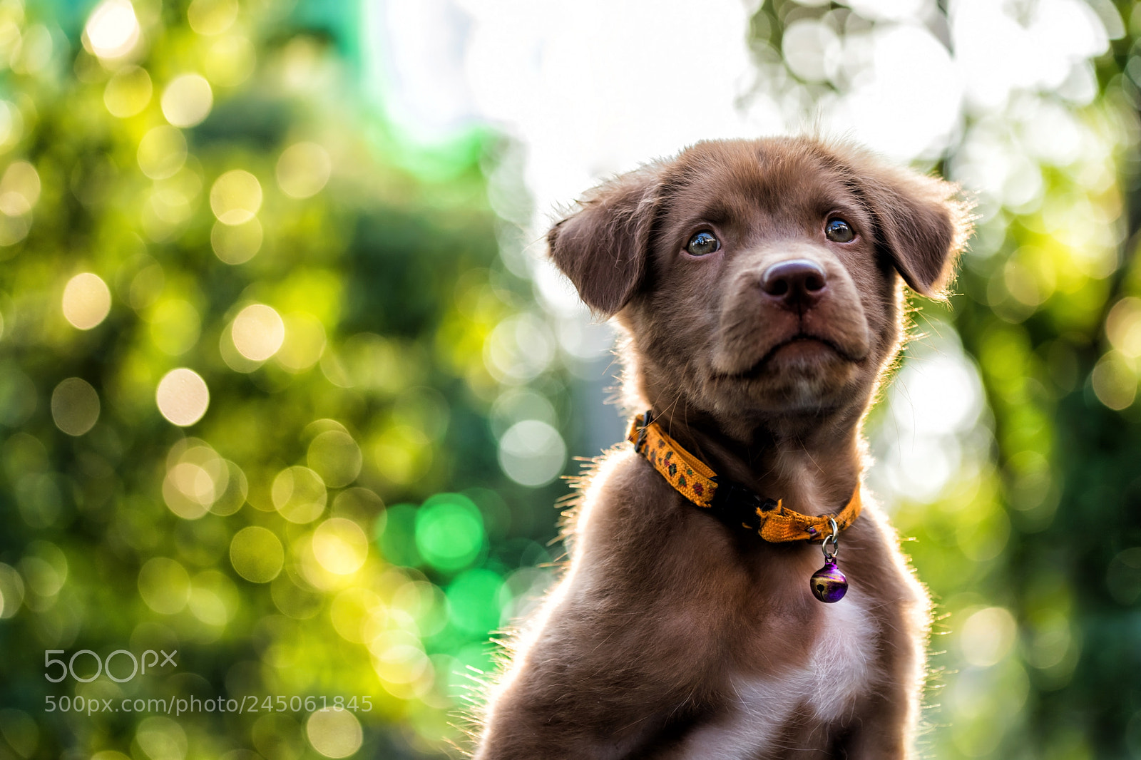 Nikon D810 sample photo. Power pup photography