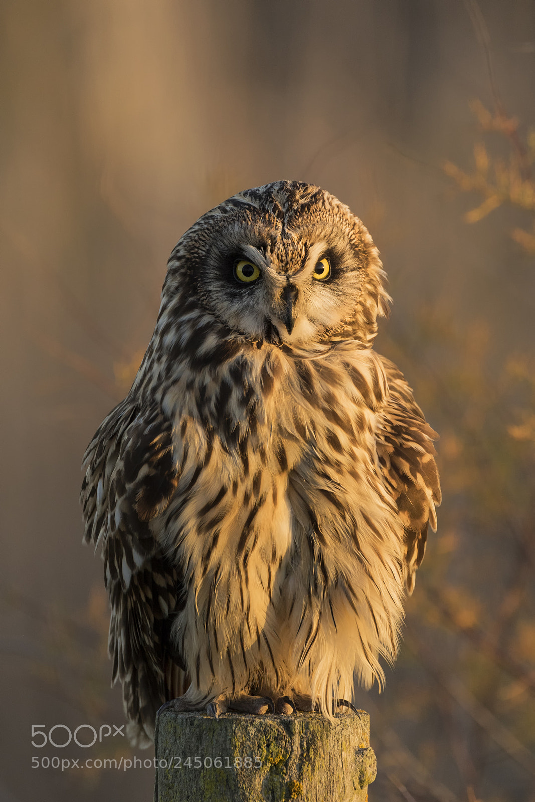 Canon EOS 7D Mark II sample photo. 20180113 doñana - 711 photography