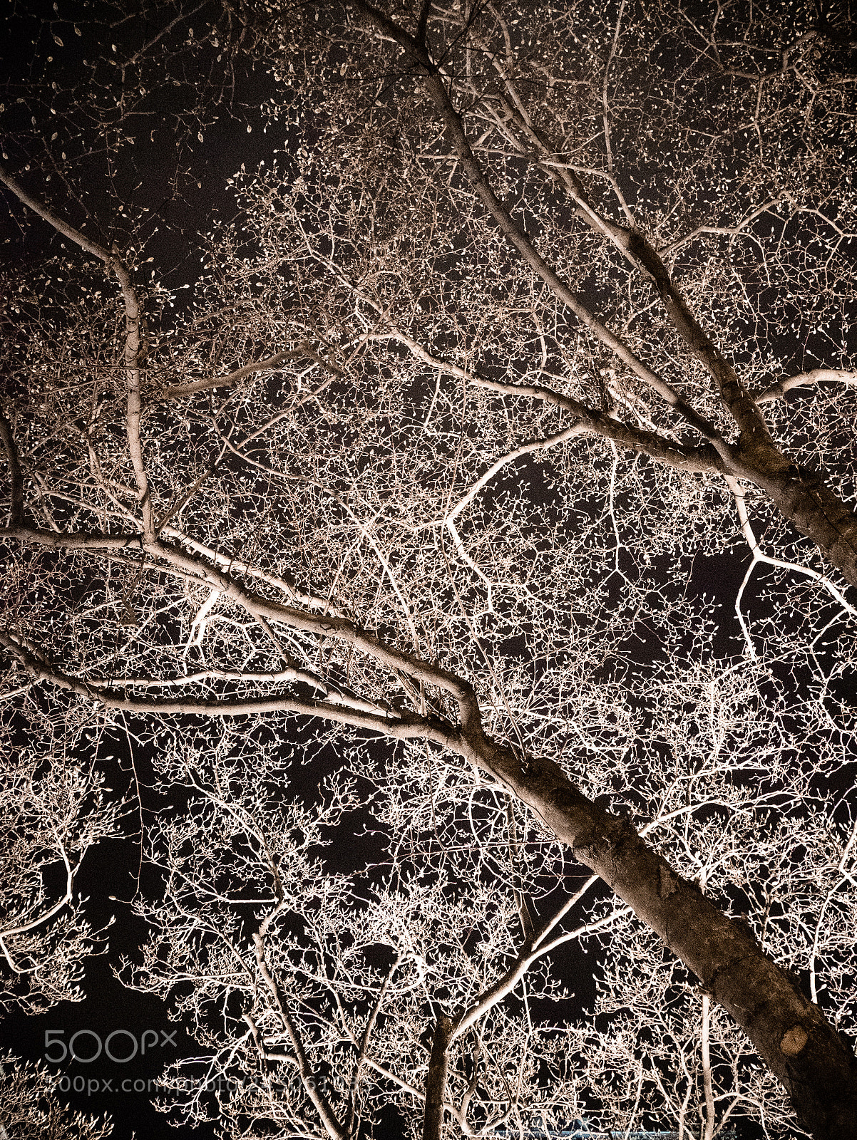 Panasonic Lumix DMC-GX85 (Lumix DMC-GX80 / Lumix DMC-GX7 Mark II) sample photo. Tree of the galaxy photography