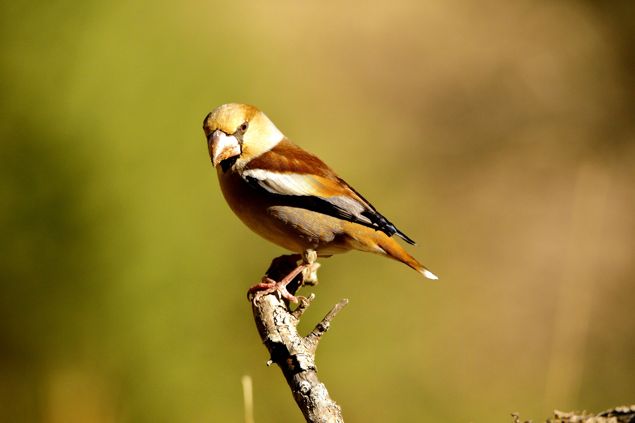Tamron SP 150-600mm F5-6.3 Di VC USD sample photo. Picogordo 3 photography
