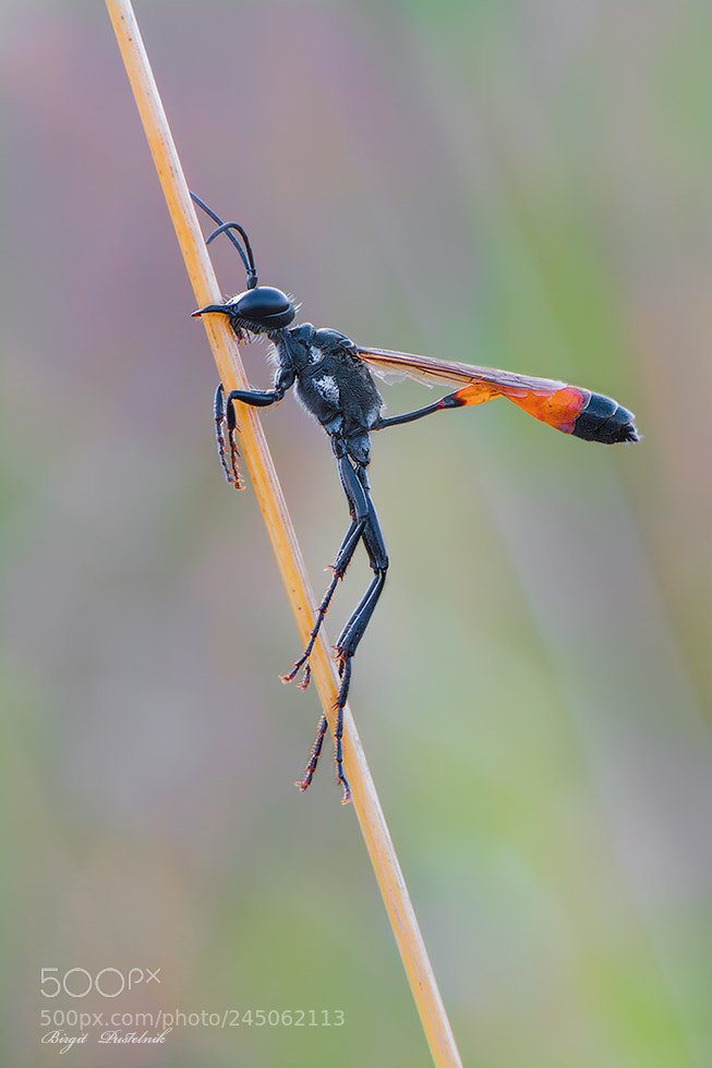 Nikon D7100 sample photo. Sand wasp photography