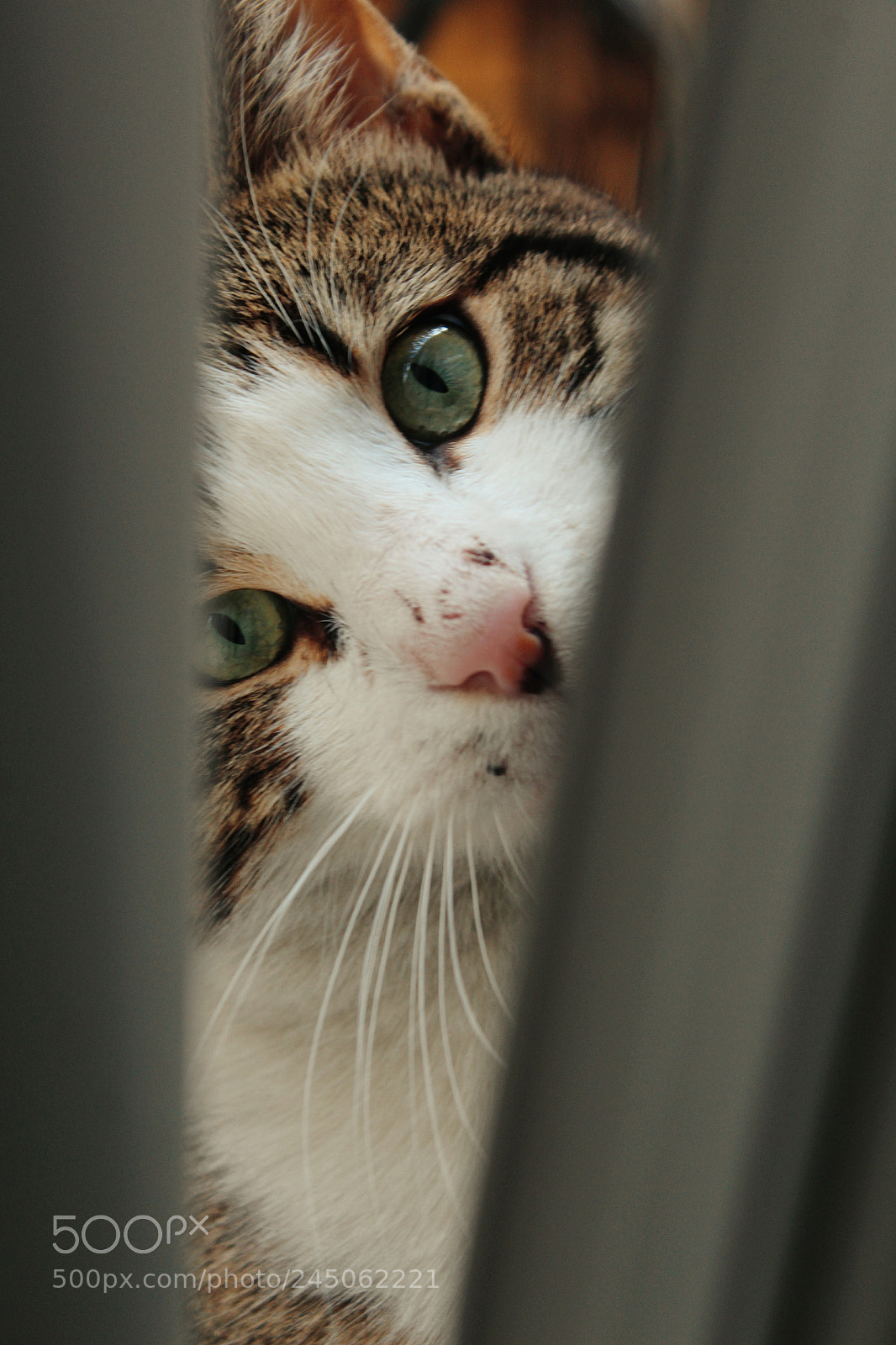 Canon EOS 1200D (EOS Rebel T5 / EOS Kiss X70 / EOS Hi) sample photo. Snoopy photography