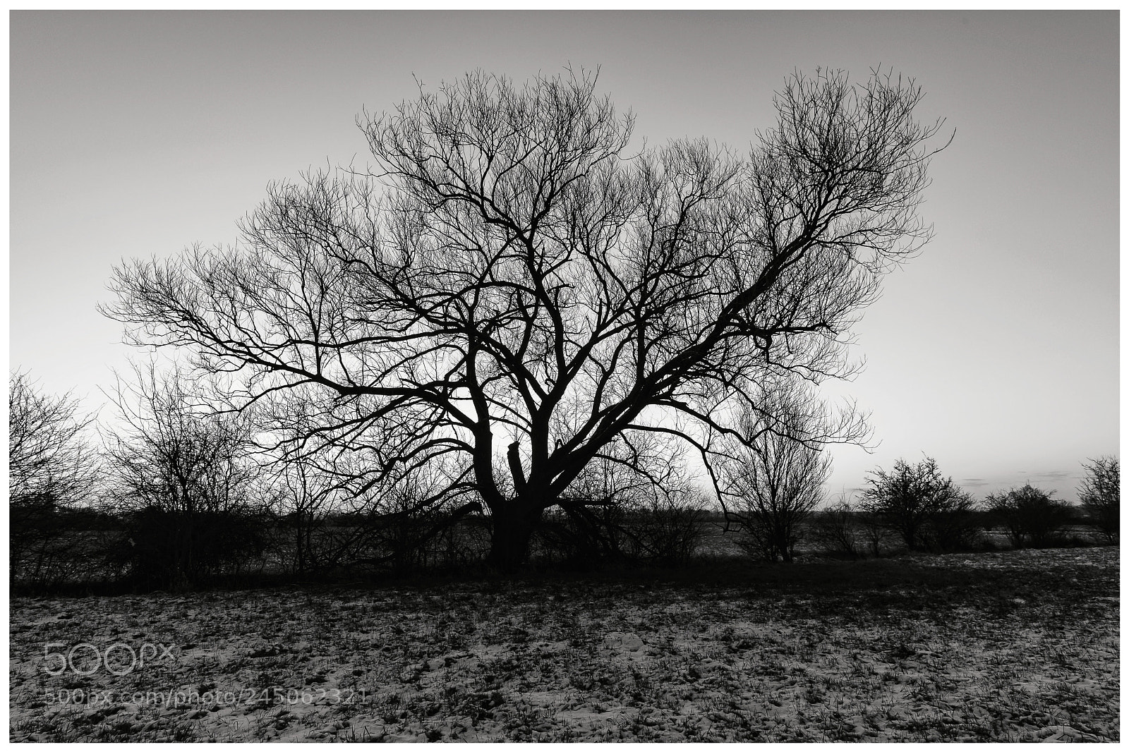Fujifilm X-T20 sample photo. 'old one ii' photography