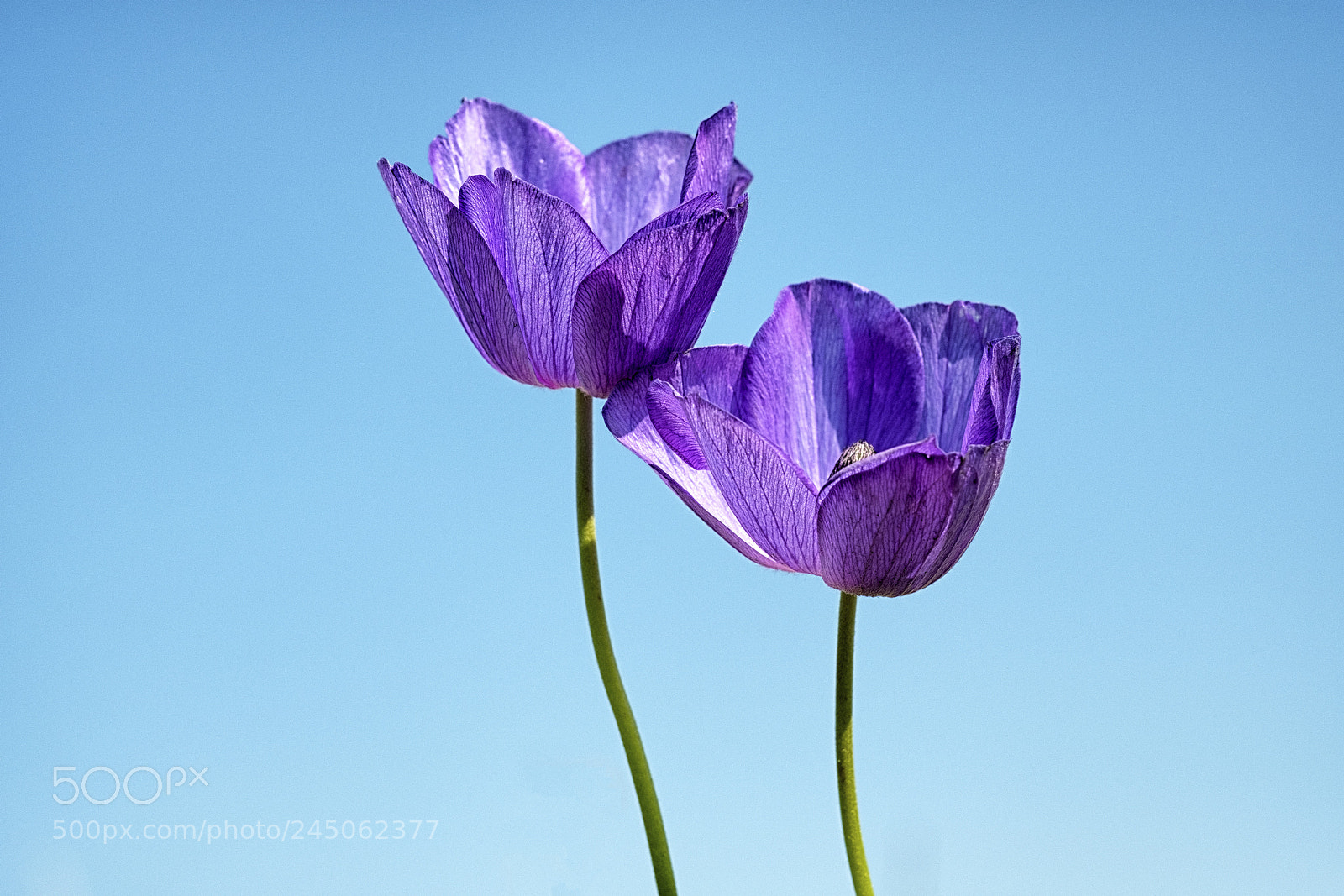 Fujifilm X-T2 sample photo. Duo photography