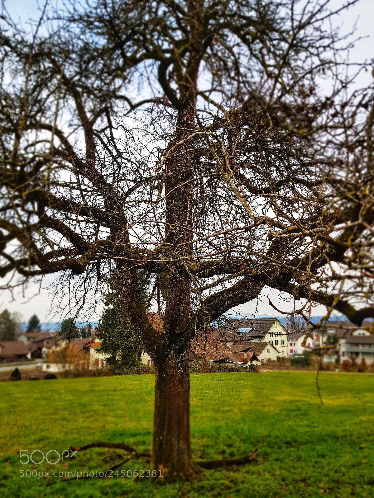 Samsung Galaxy S8+ sample photo. Tree life photography