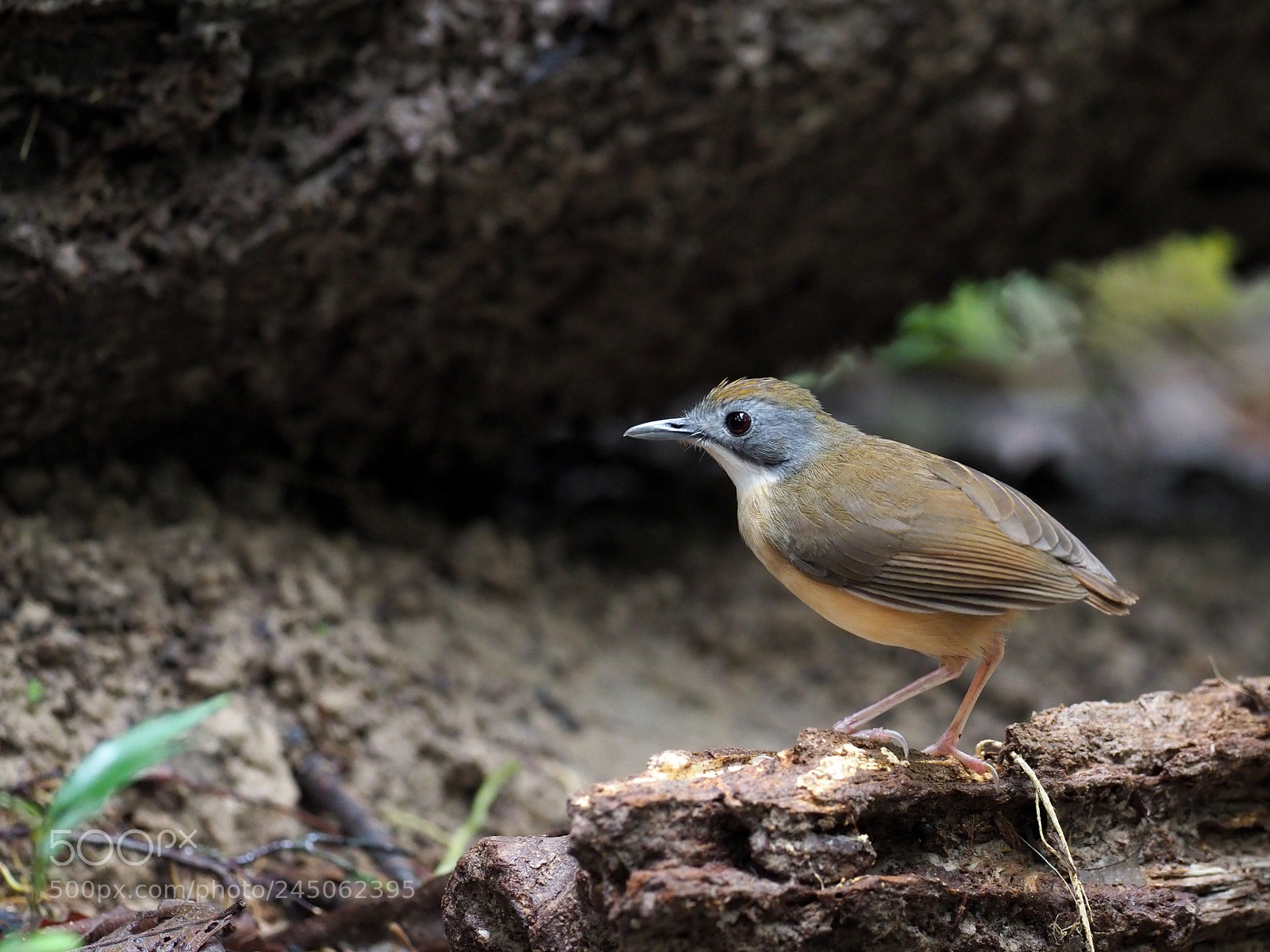 Olympus OM-D E-M1 Mark II sample photo. Short-tailed babbler photography