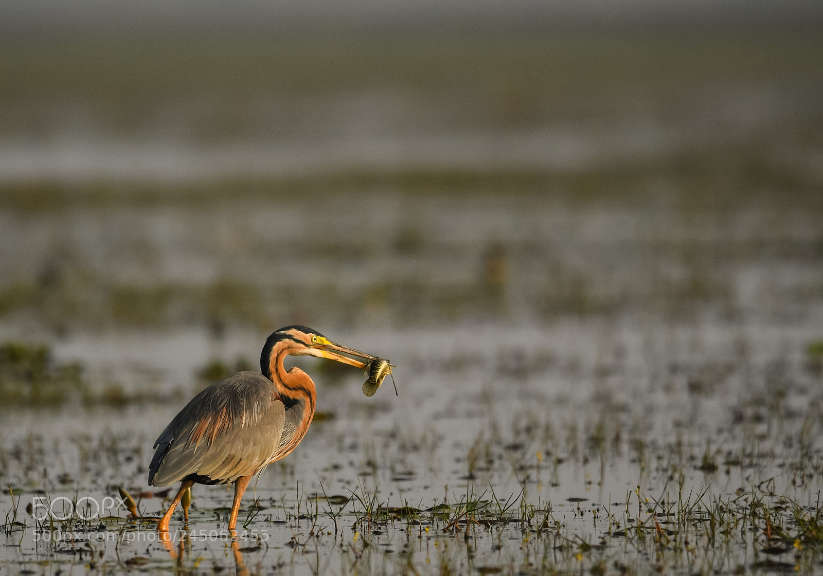 Nikon D500 sample photo. Purple heron photography