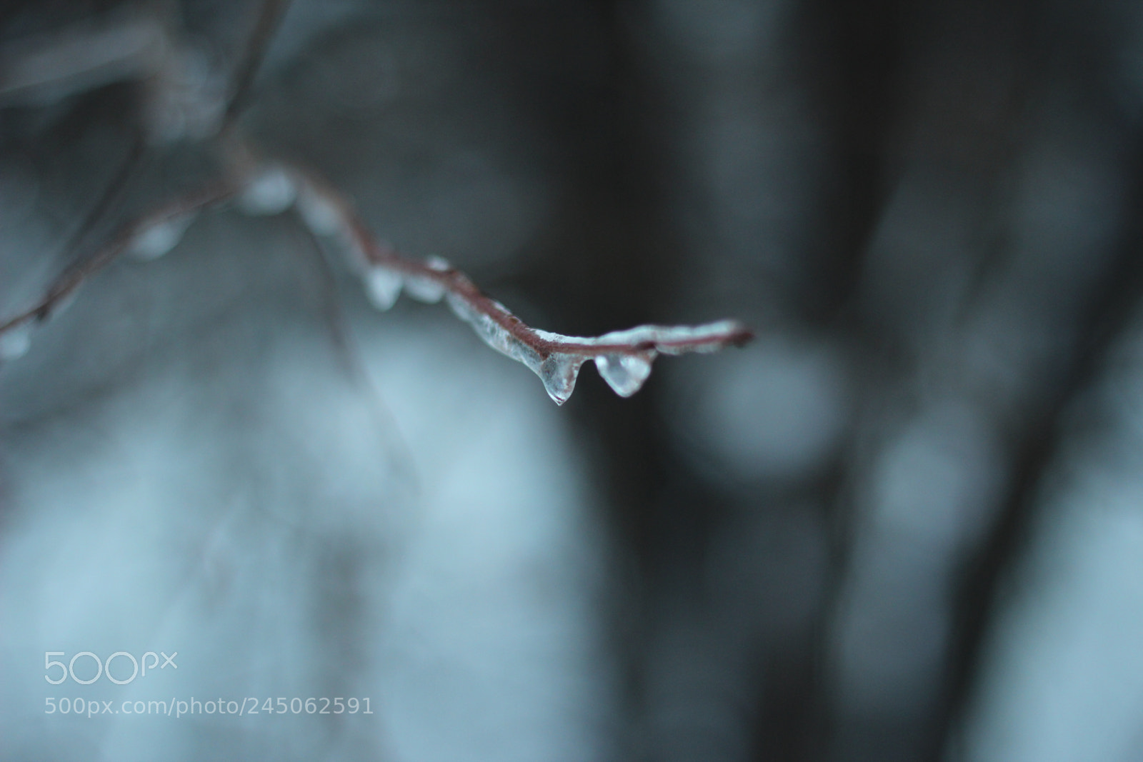 Canon EOS 600D (Rebel EOS T3i / EOS Kiss X5) + Canon EF 50mm F1.8 II sample photo. Frozen sluggish rain photography