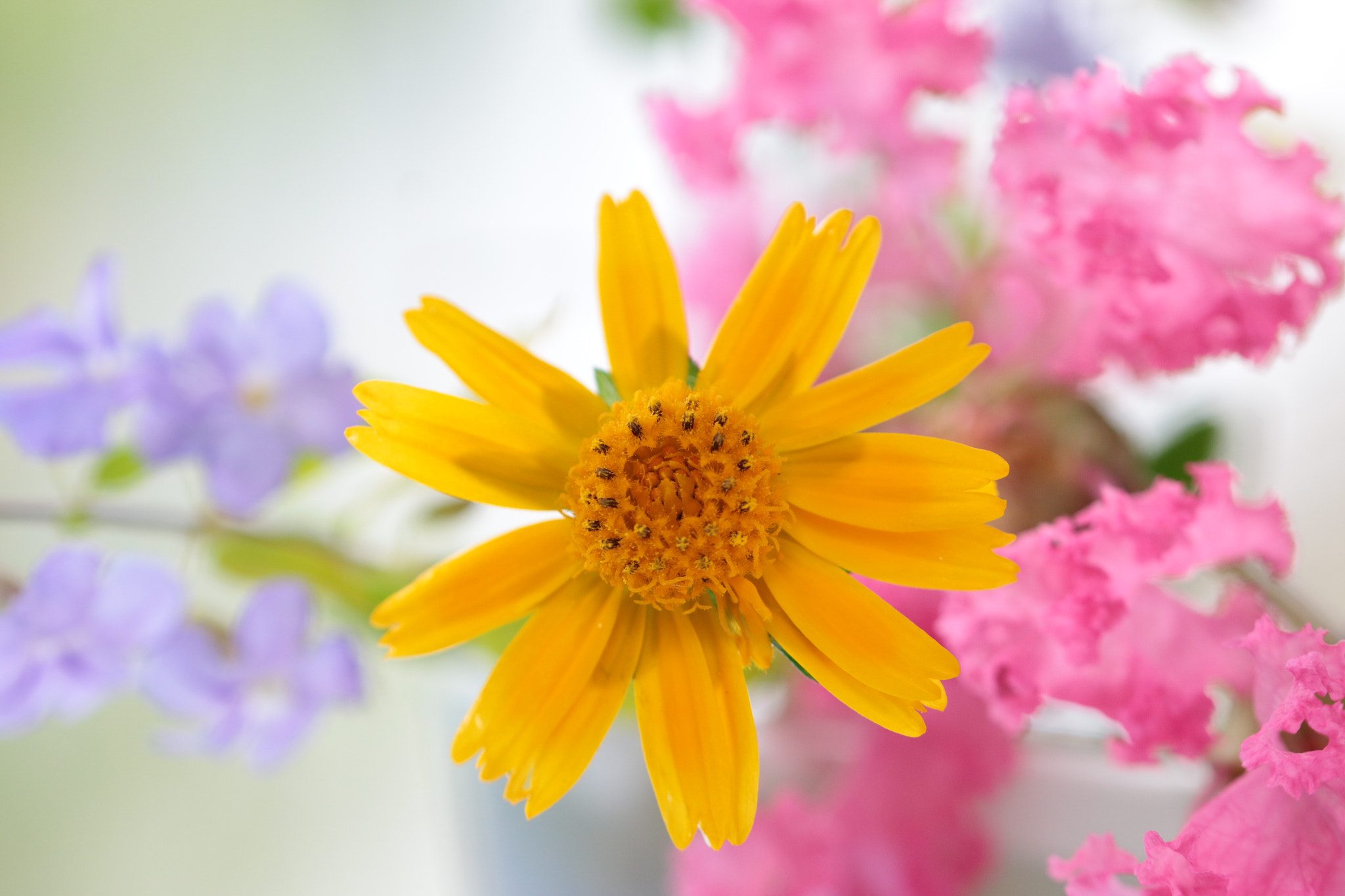 Canon EOS 70D + Canon EF 22-55mm f/4-5.6 USM sample photo. Pretty bright flowers photography