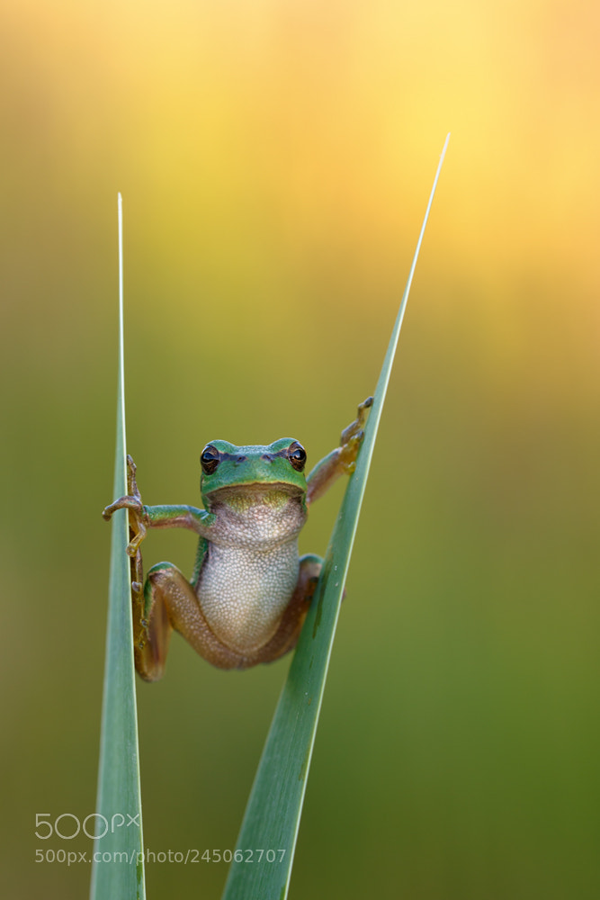 Canon EOS 7D Mark II sample photo. Europ ische laubfrosch hyla photography