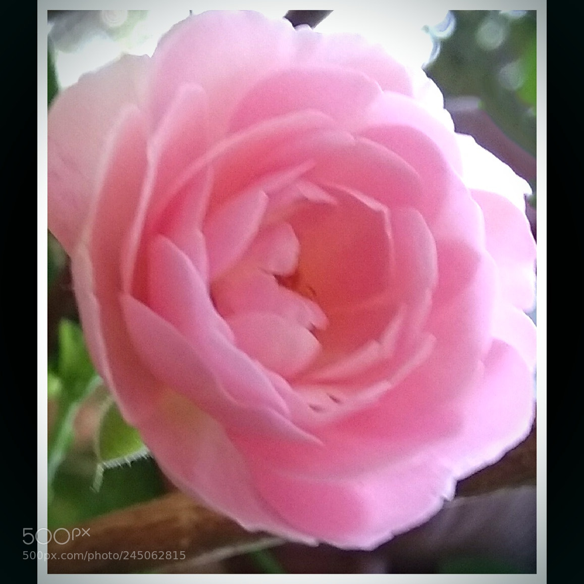 Xiaomi MI MAX sample photo. Untitled photography