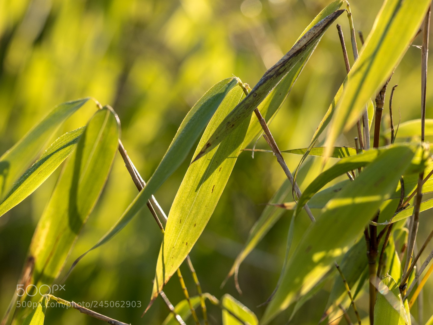 Panasonic Lumix DMC-GX85 (Lumix DMC-GX80 / Lumix DMC-GX7 Mark II) sample photo. Swedish bamboo in january photography