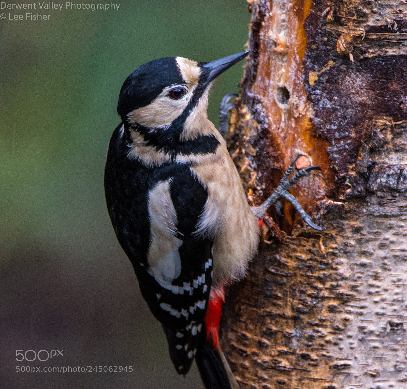 Nikon D7200 sample photo. Greater spotted woodpecker photography