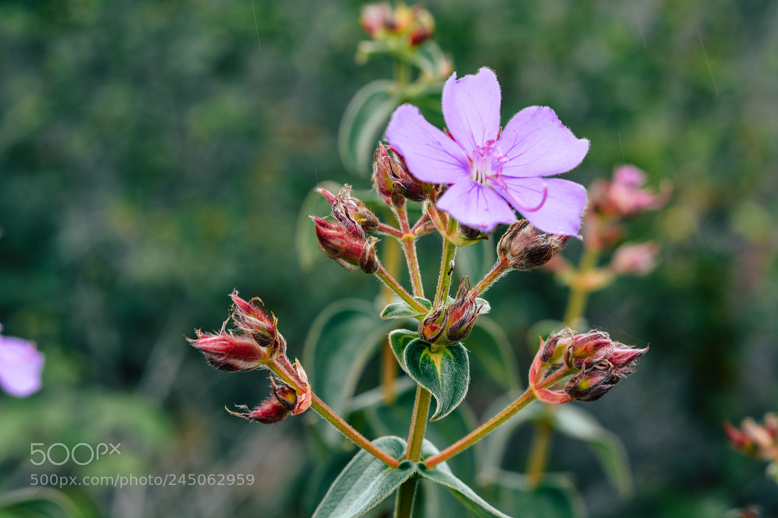 Nikon D5200 sample photo. Flower photography