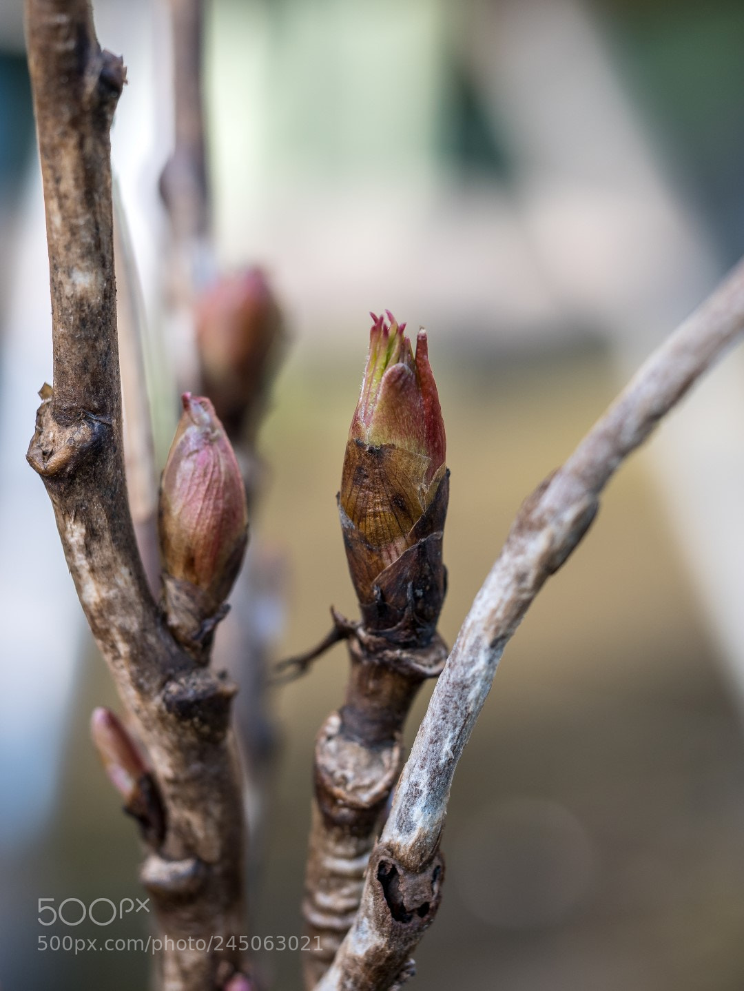 Panasonic Lumix DMC-GX85 (Lumix DMC-GX80 / Lumix DMC-GX7 Mark II) sample photo. Buds photography