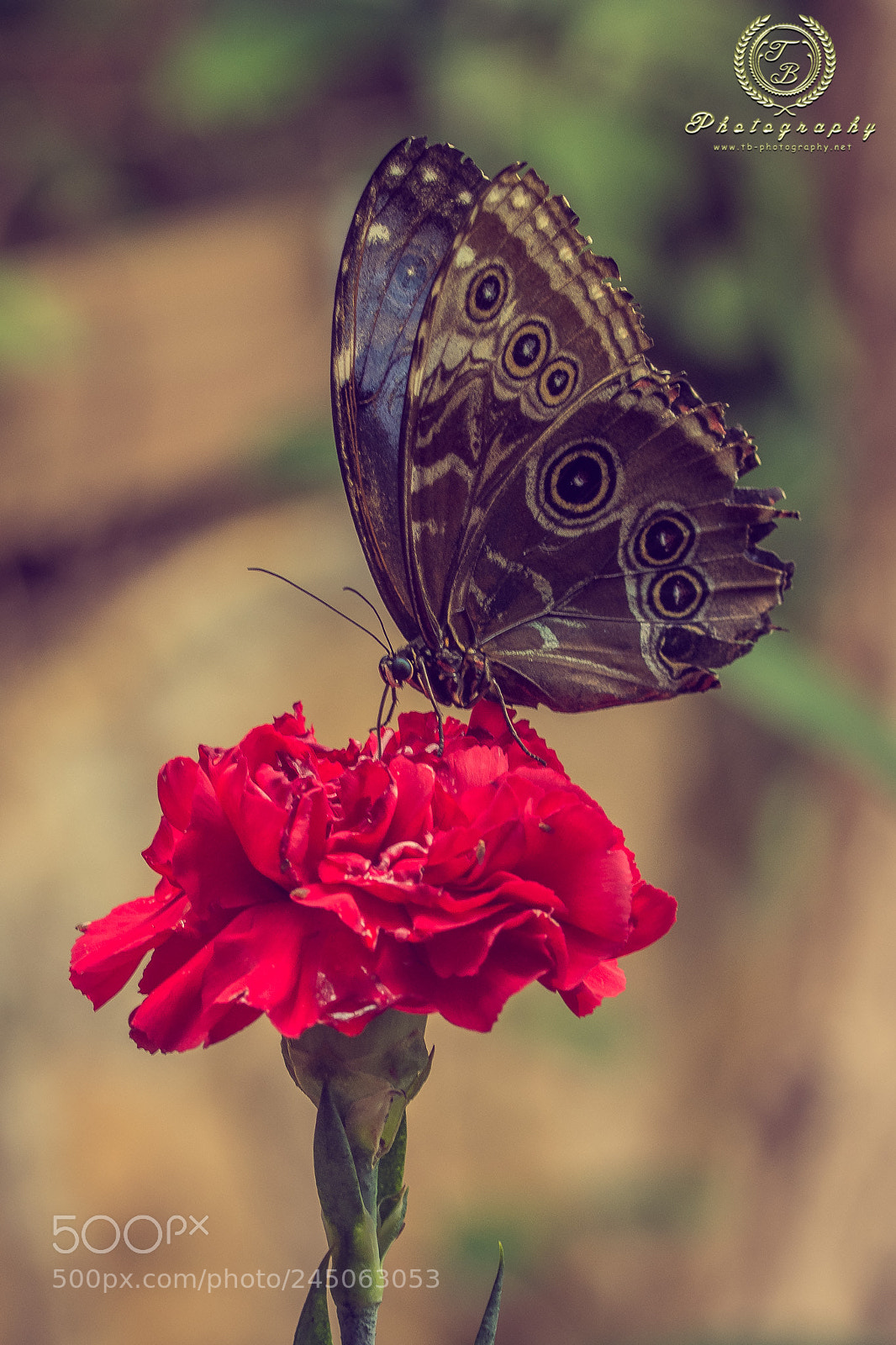 Nikon D7200 sample photo. Brauner schmetterling mit punkten photography