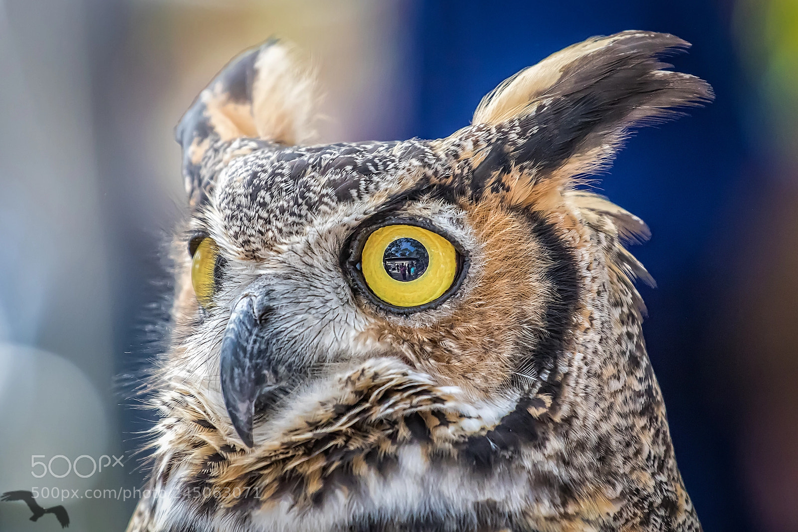 Canon EOS 7D Mark II sample photo. Eye see you photography