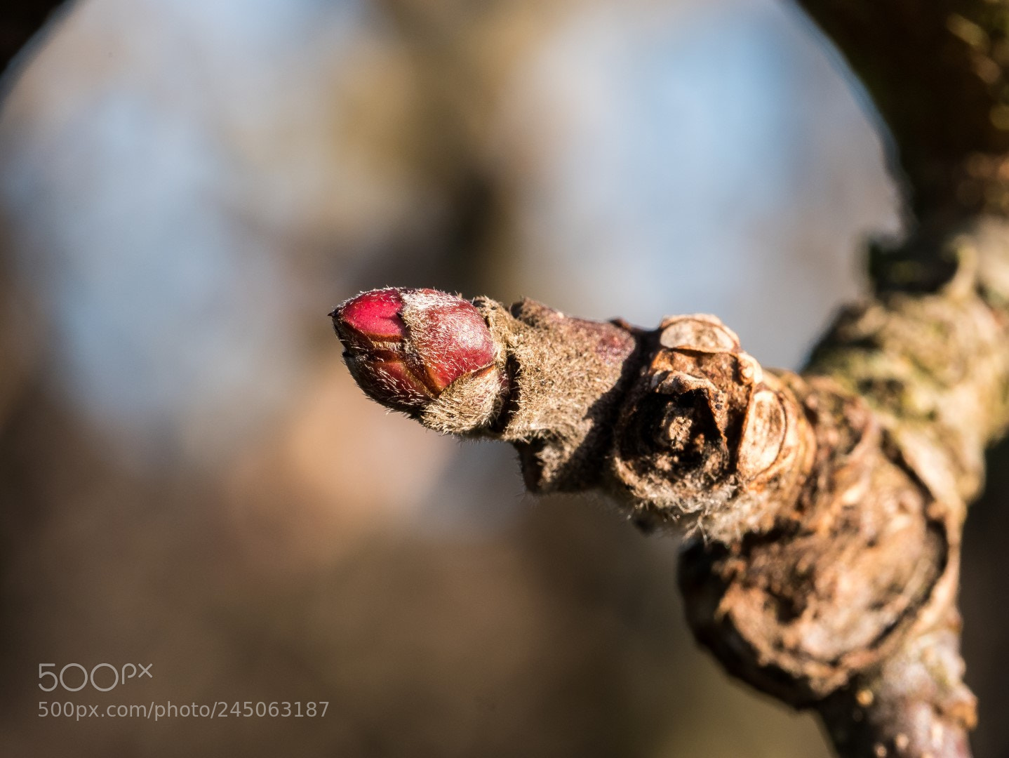 Panasonic Lumix DMC-GX85 (Lumix DMC-GX80 / Lumix DMC-GX7 Mark II) sample photo. Fruit spur photography