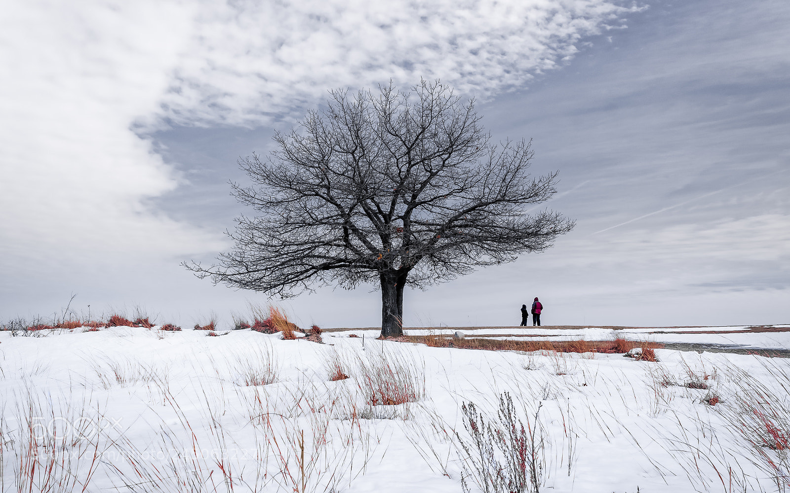 Canon EOS 600D (Rebel EOS T3i / EOS Kiss X5) sample photo. Tough tree photography