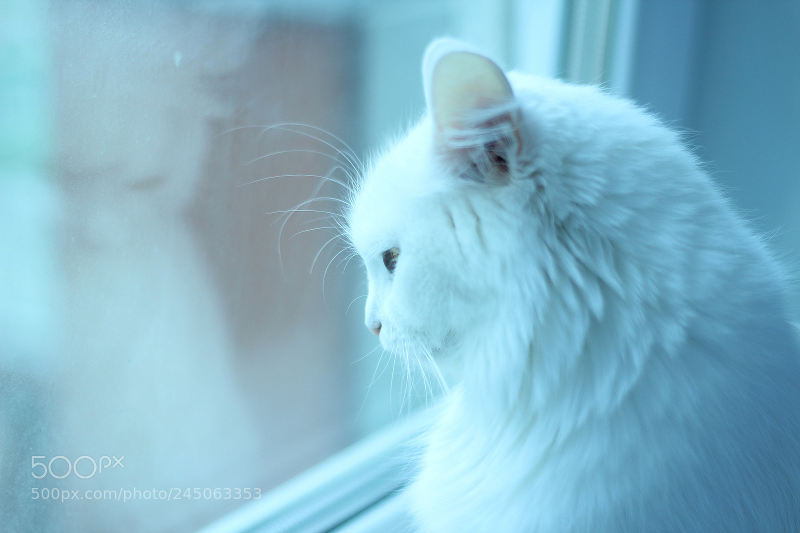 Canon EOS 600D (Rebel EOS T3i / EOS Kiss X5) + Canon EF 50mm F1.8 II sample photo. Snow cat photography
