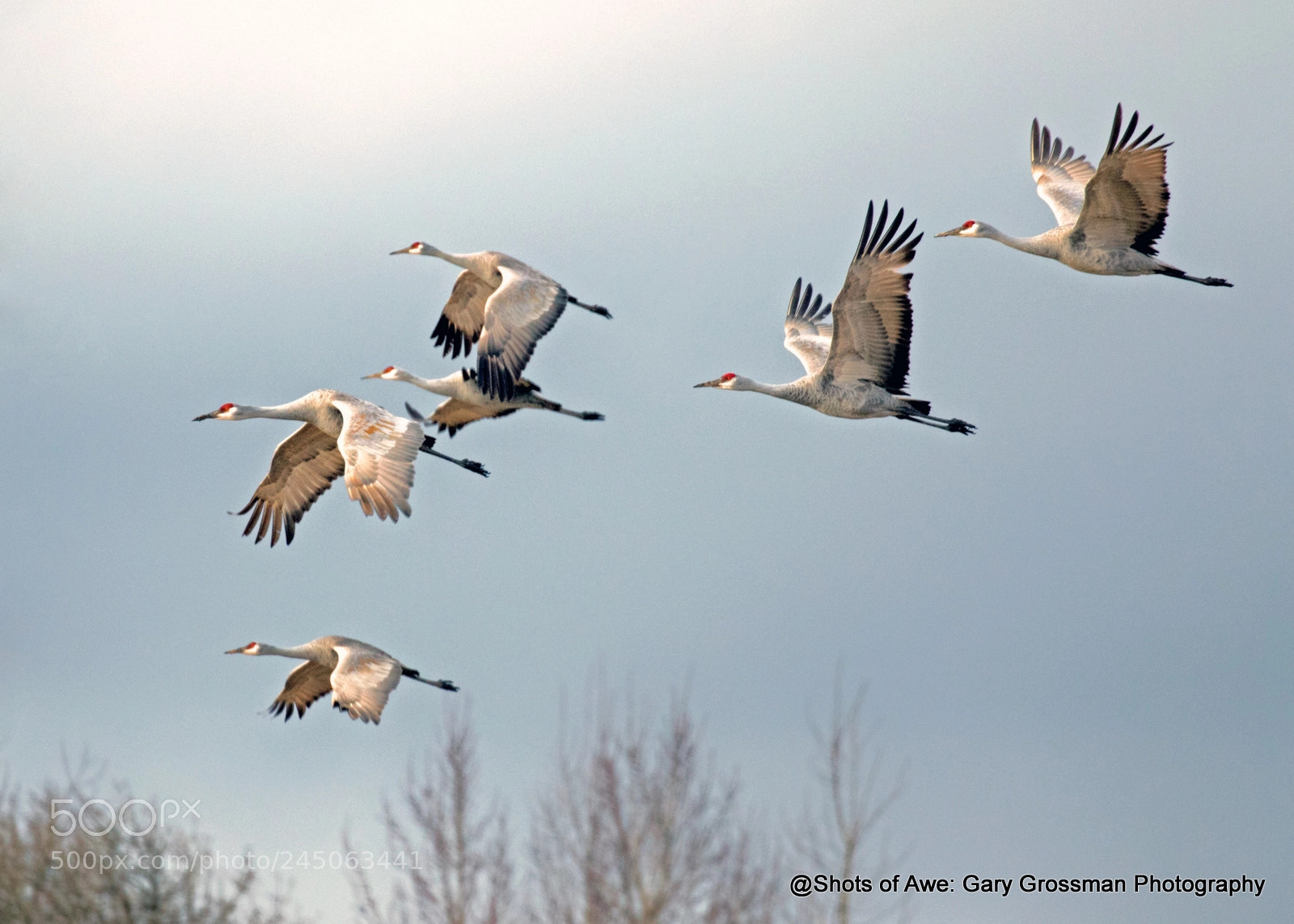Canon EOS 7D Mark II sample photo. Treetop flyers photography