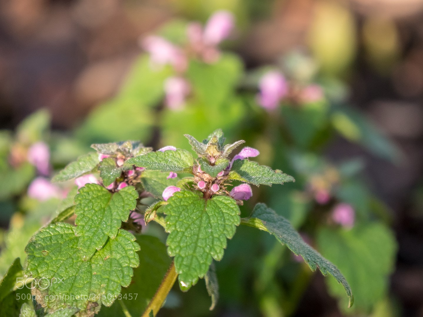Panasonic Lumix DMC-GX85 (Lumix DMC-GX80 / Lumix DMC-GX7 Mark II) sample photo. Lamium maculatum photography