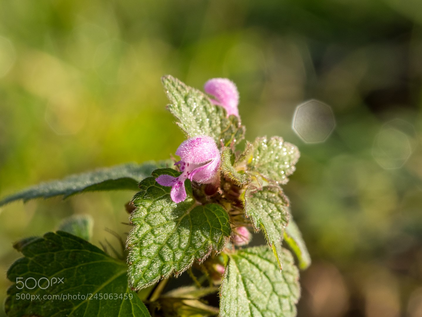 Panasonic Lumix DMC-GX85 (Lumix DMC-GX80 / Lumix DMC-GX7 Mark II) sample photo. Lamium maculatum photography