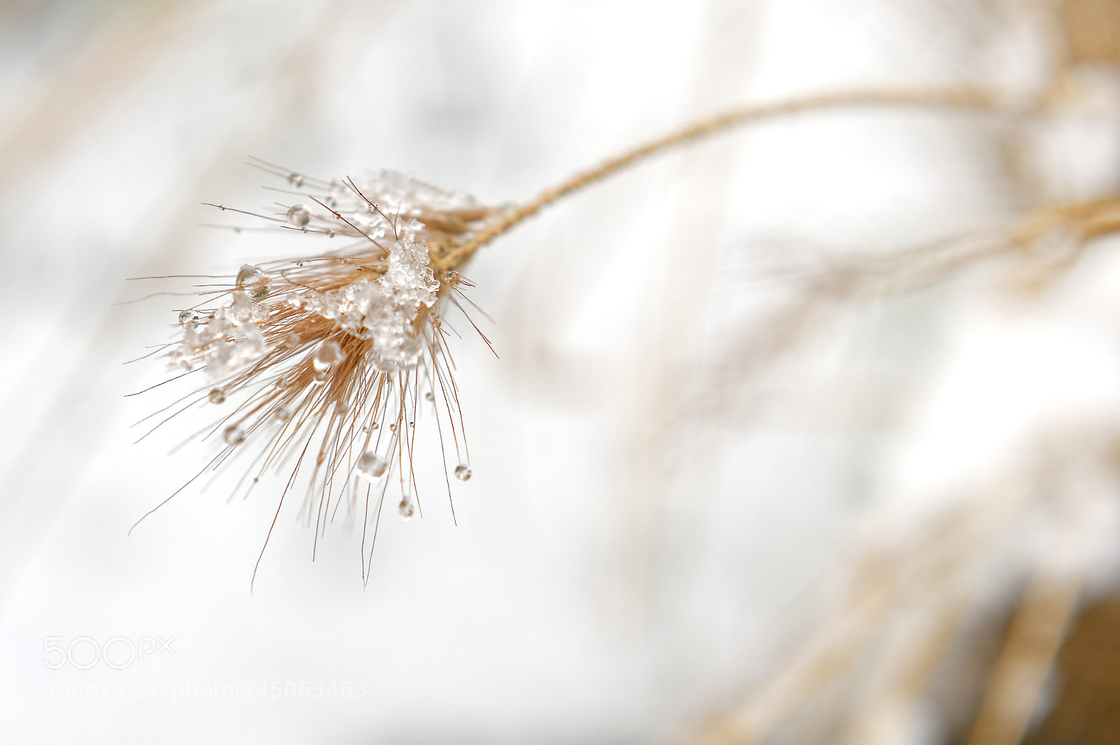 Nikon D4 sample photo. Cold photography