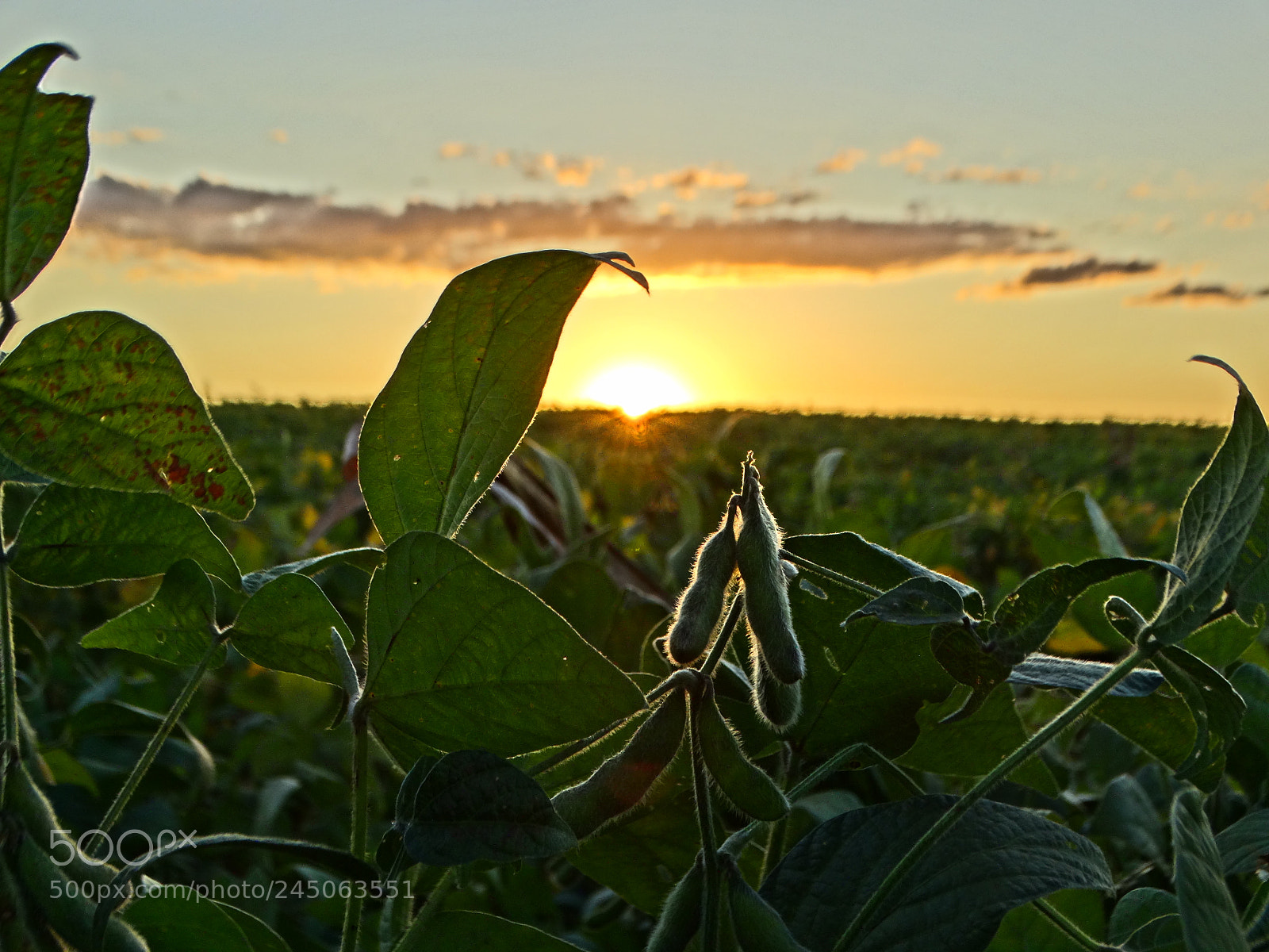 Sony Cyber-shot DSC-HX300 sample photo. Folhas de soja photography