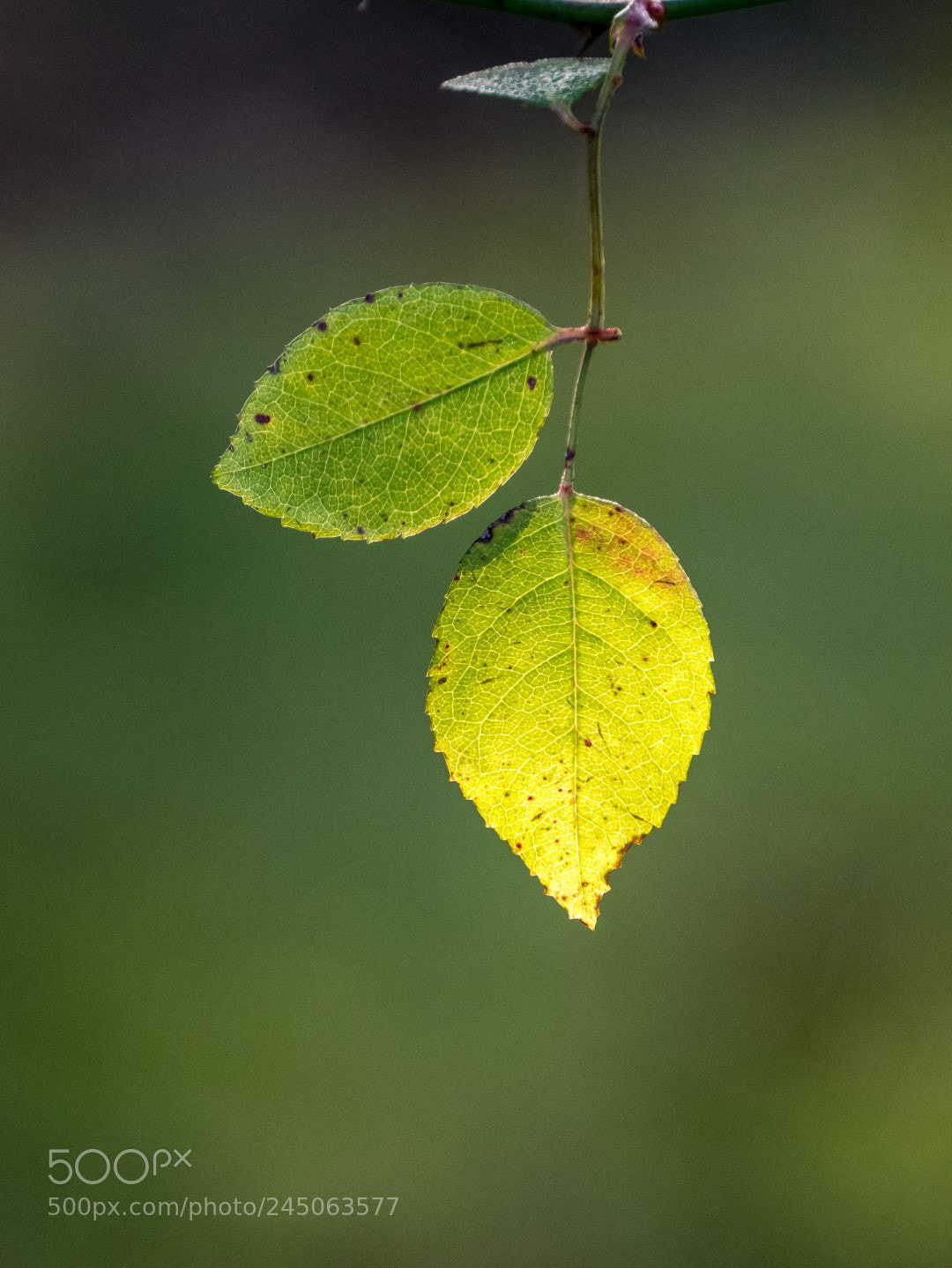Panasonic Lumix DMC-GX85 (Lumix DMC-GX80 / Lumix DMC-GX7 Mark II) sample photo. Rose leaf in january photography