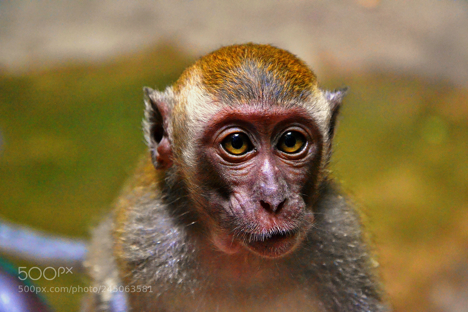 Nikon D3100 sample photo. Monkey photography