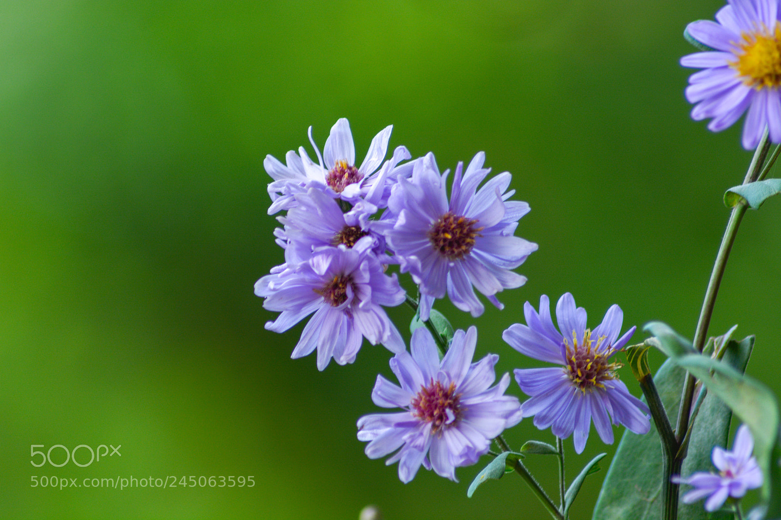 Nikon D5200 sample photo. Flower photography