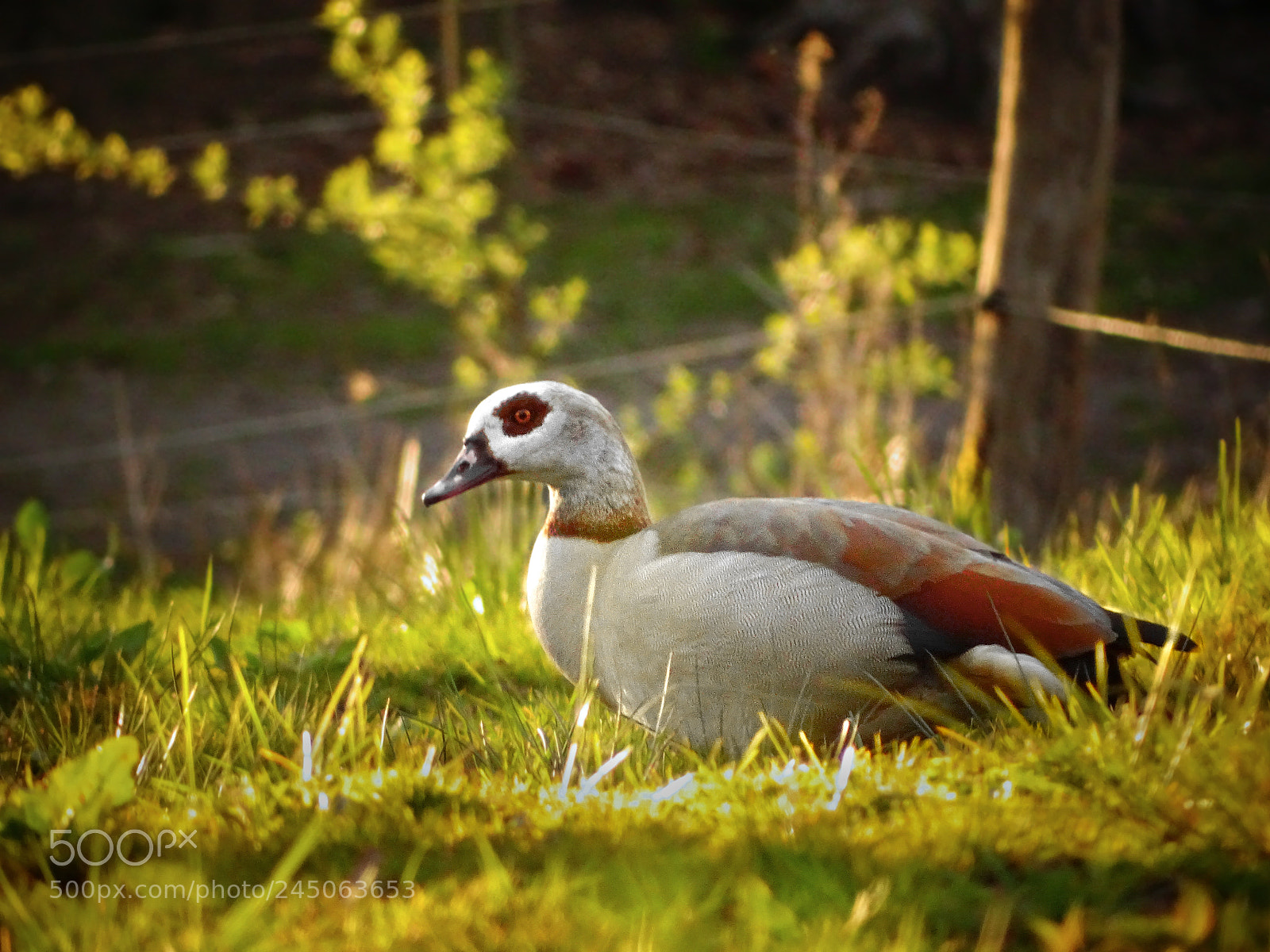 Sony Cyber-shot DSC-HX350 sample photo. Nilgans photography