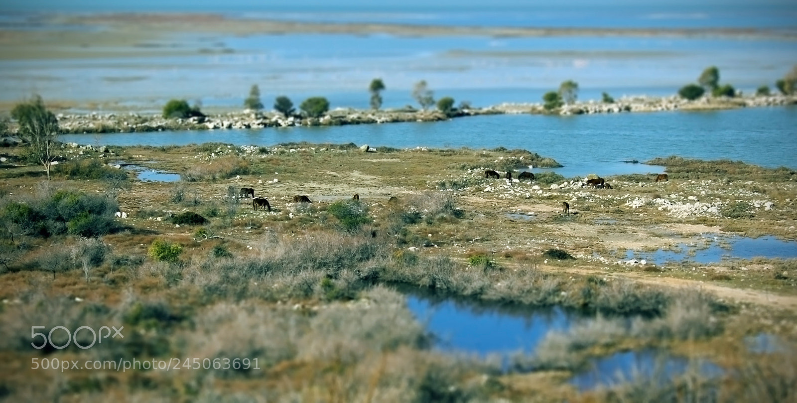 Canon EOS 550D (EOS Rebel T2i / EOS Kiss X4) sample photo. Little wild horses photography